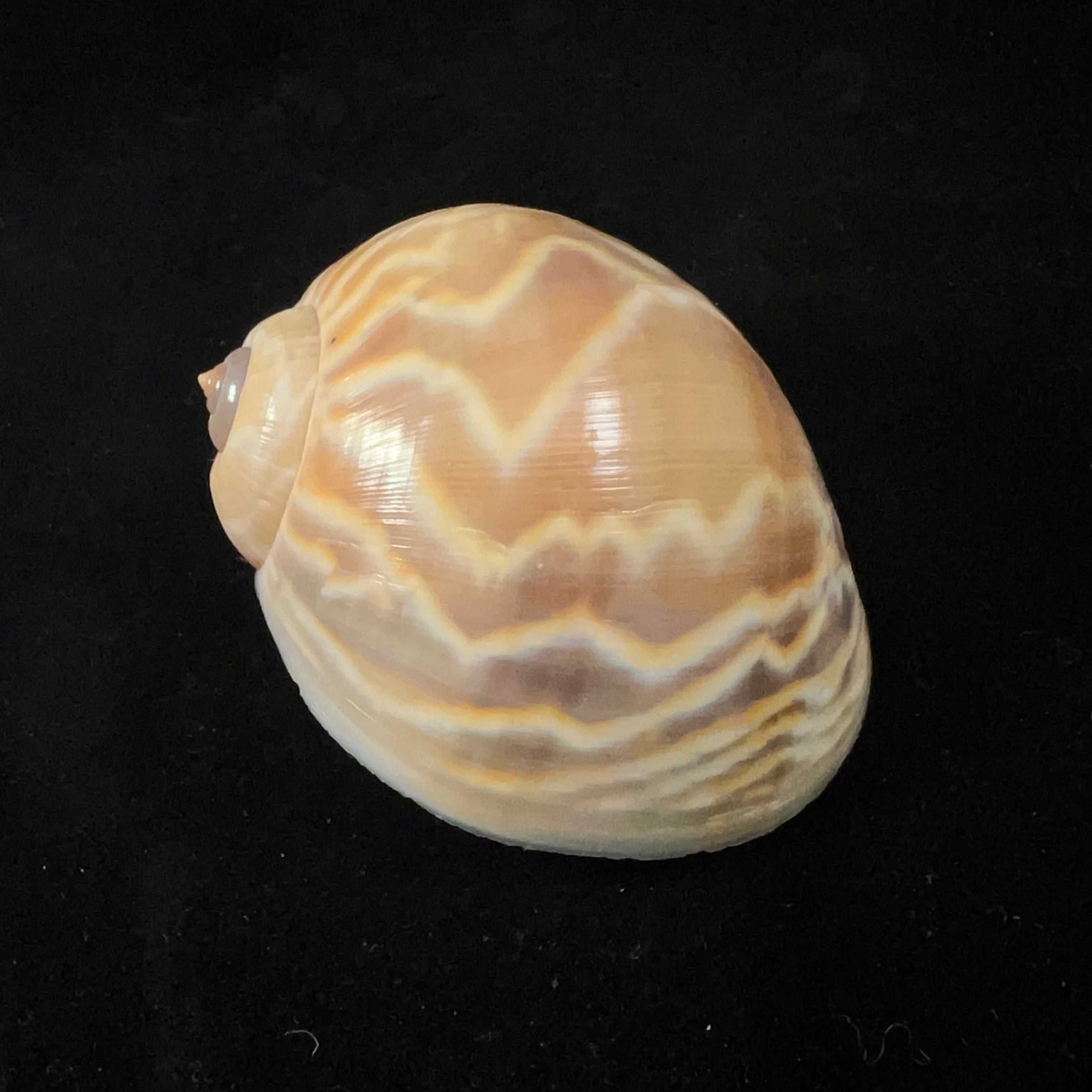Cernina fluctuata(GB Sowerby I,1825)- 67,6毫米