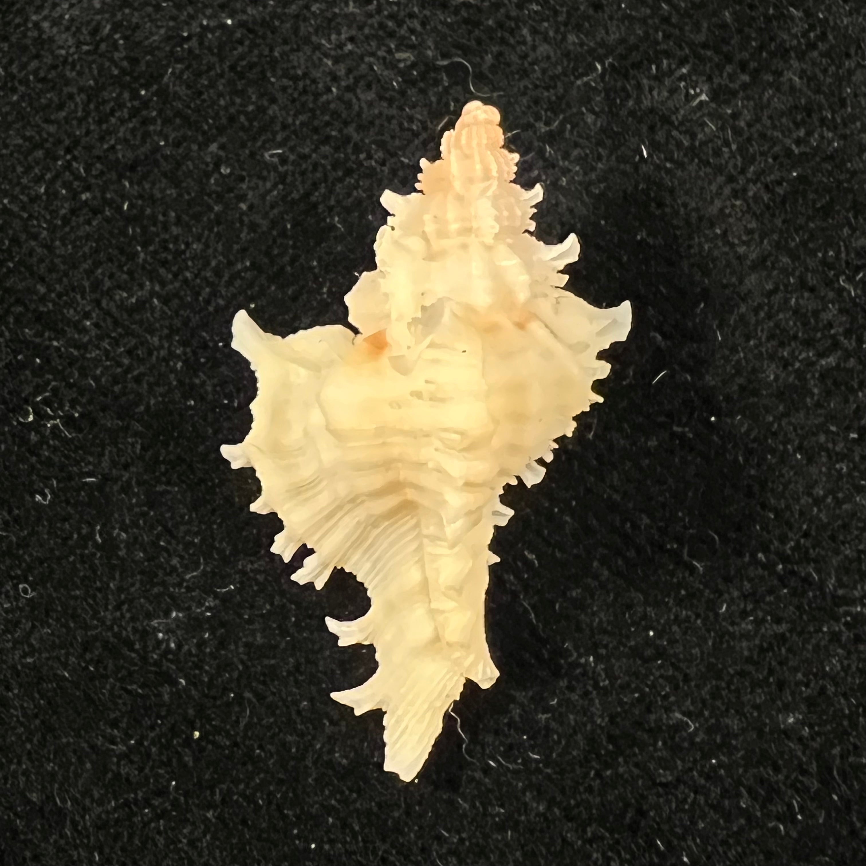 Chicoreus bullisi E. H. Vokes, 1974 - 33,7mm
