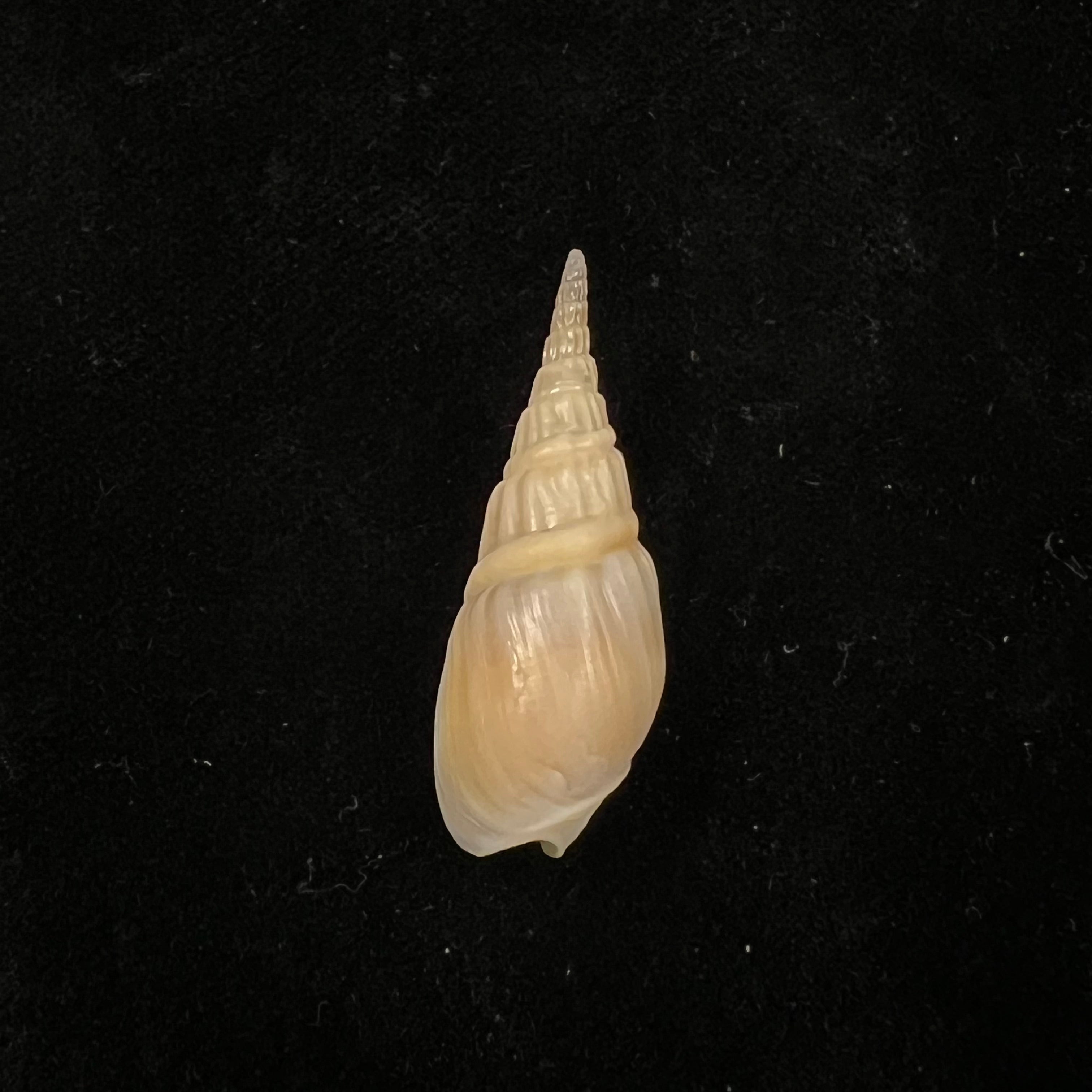 Bullia semiplicata J. E. Gray, 1833 - 32,8mm