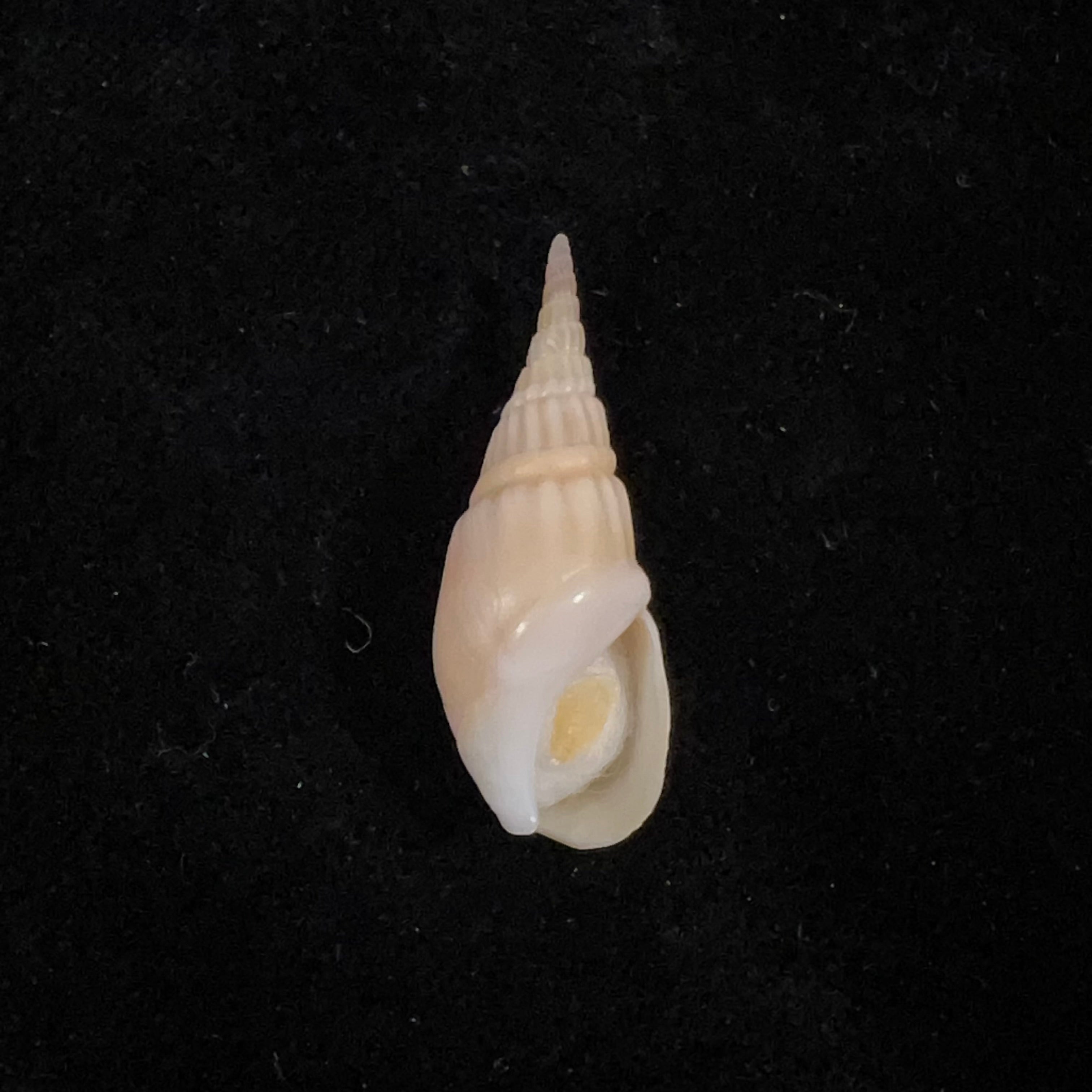 Bullia semiplicata J. E. Gray, 1833 - 32,8mm