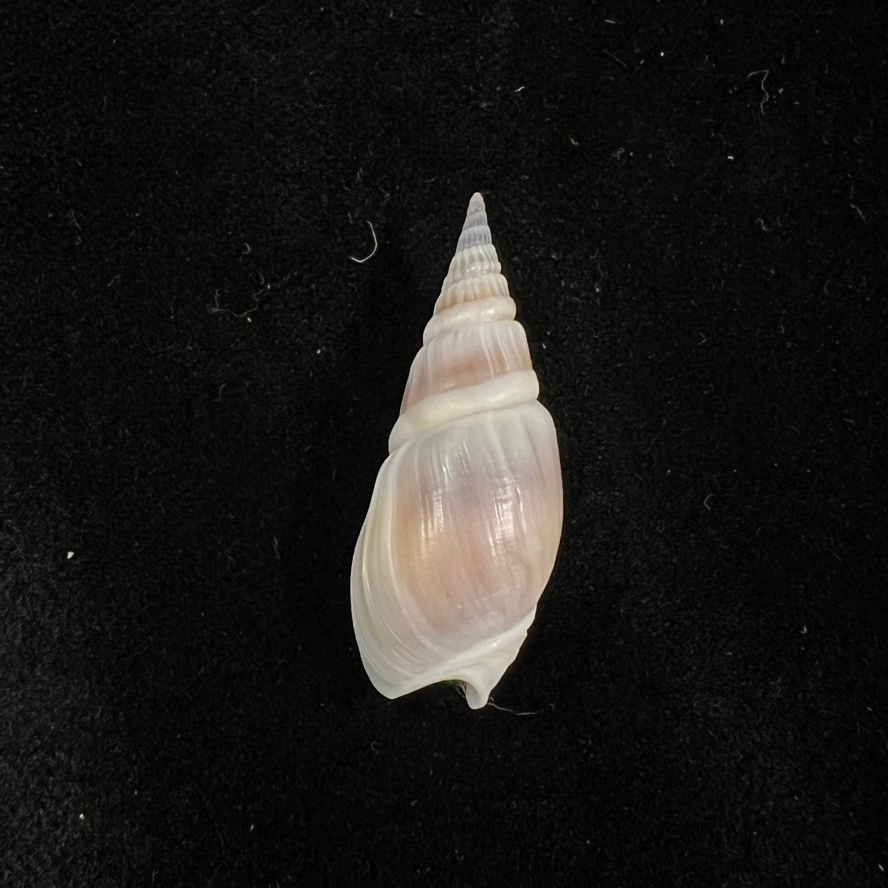 Bullia semiplicata J. E. Gray, 1833 - 32,5mm