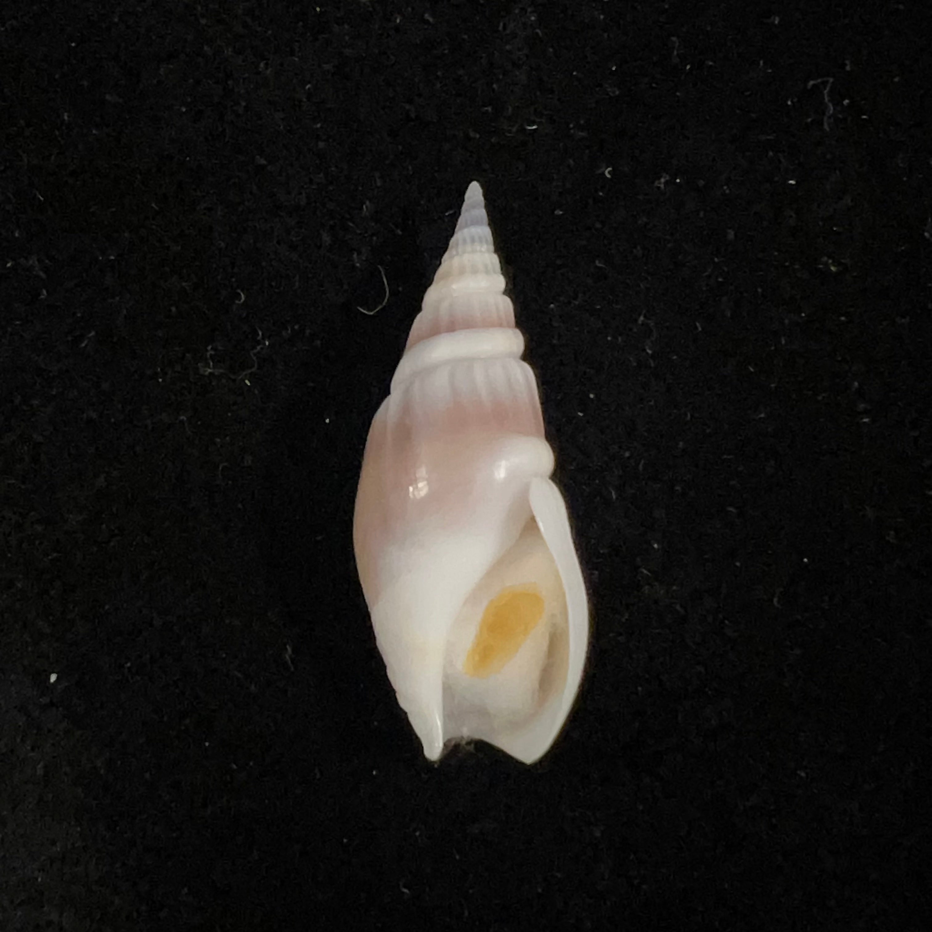 Bullia semiplicata J. E. Gray, 1833 - 32,5mm