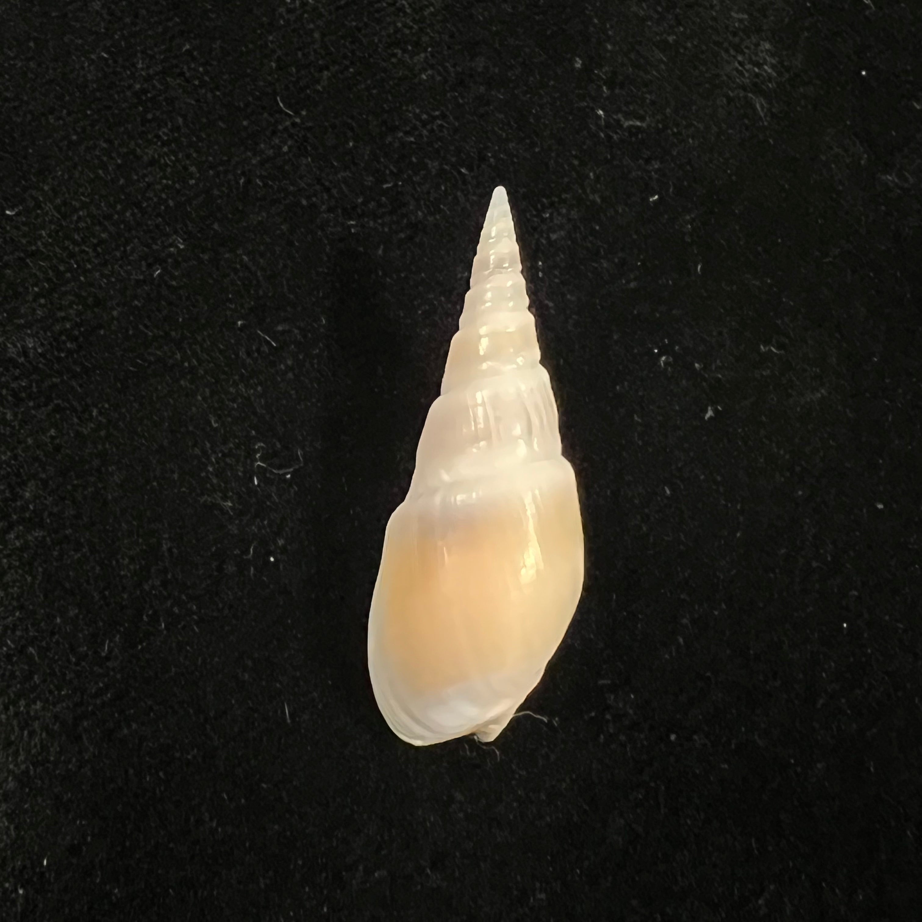 Bullia semiplicata J. E. Gray, 1833 - 36,8mm