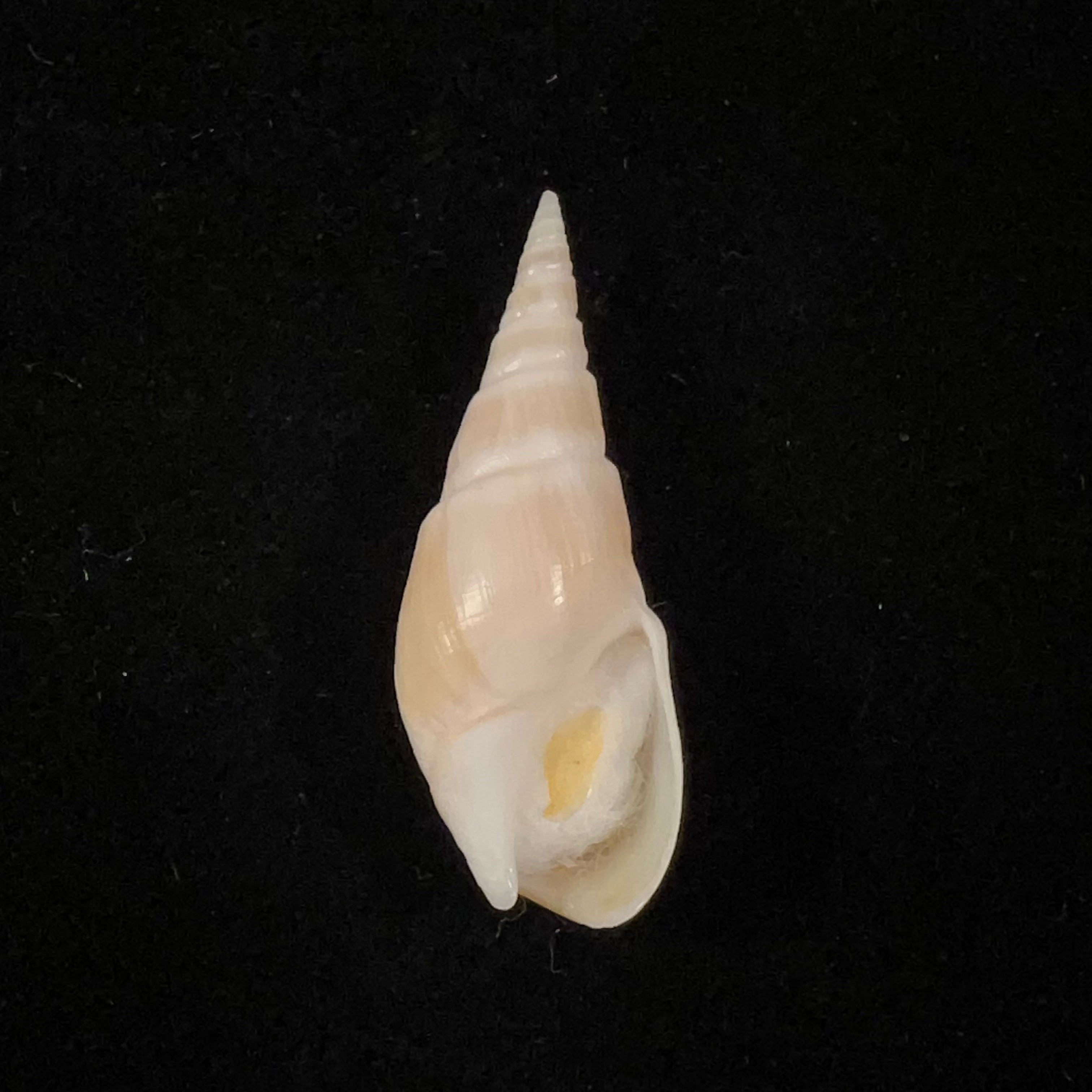 Bullia semiplicata J. E. Gray, 1833 - 36,8mm