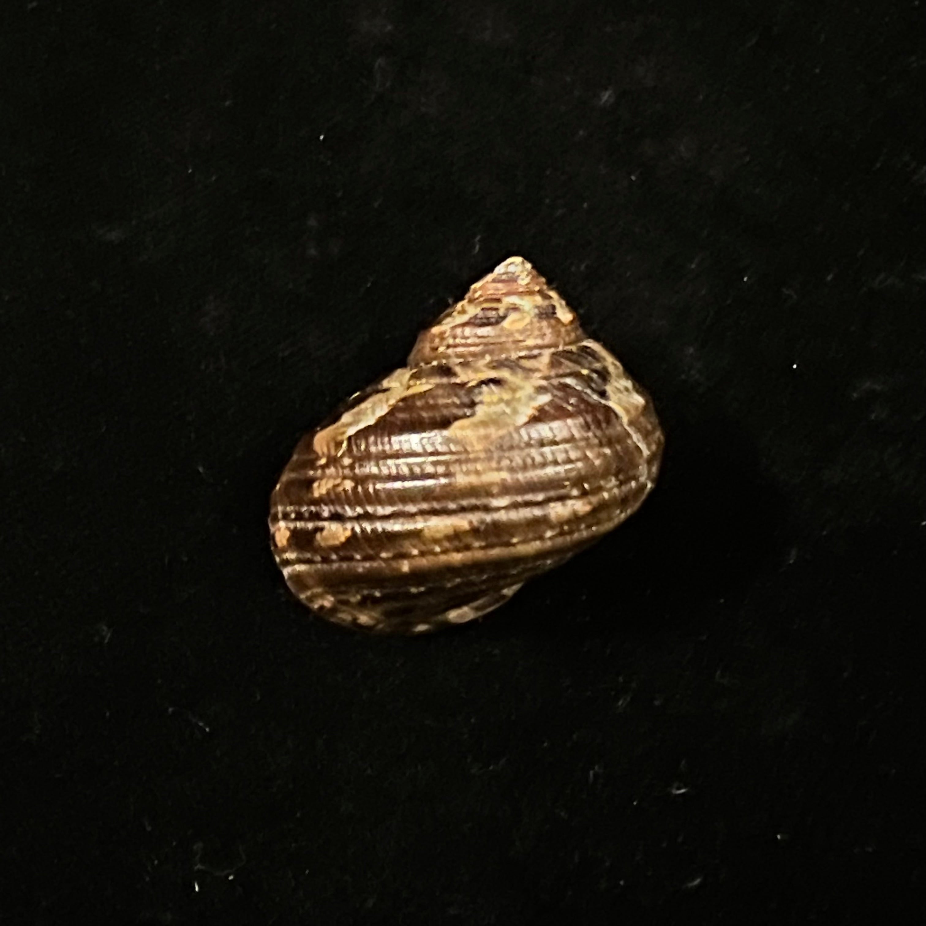 Turbo jonathani H. Dekker,莫伦贝克与舞蹈,1992 - 28,8mm