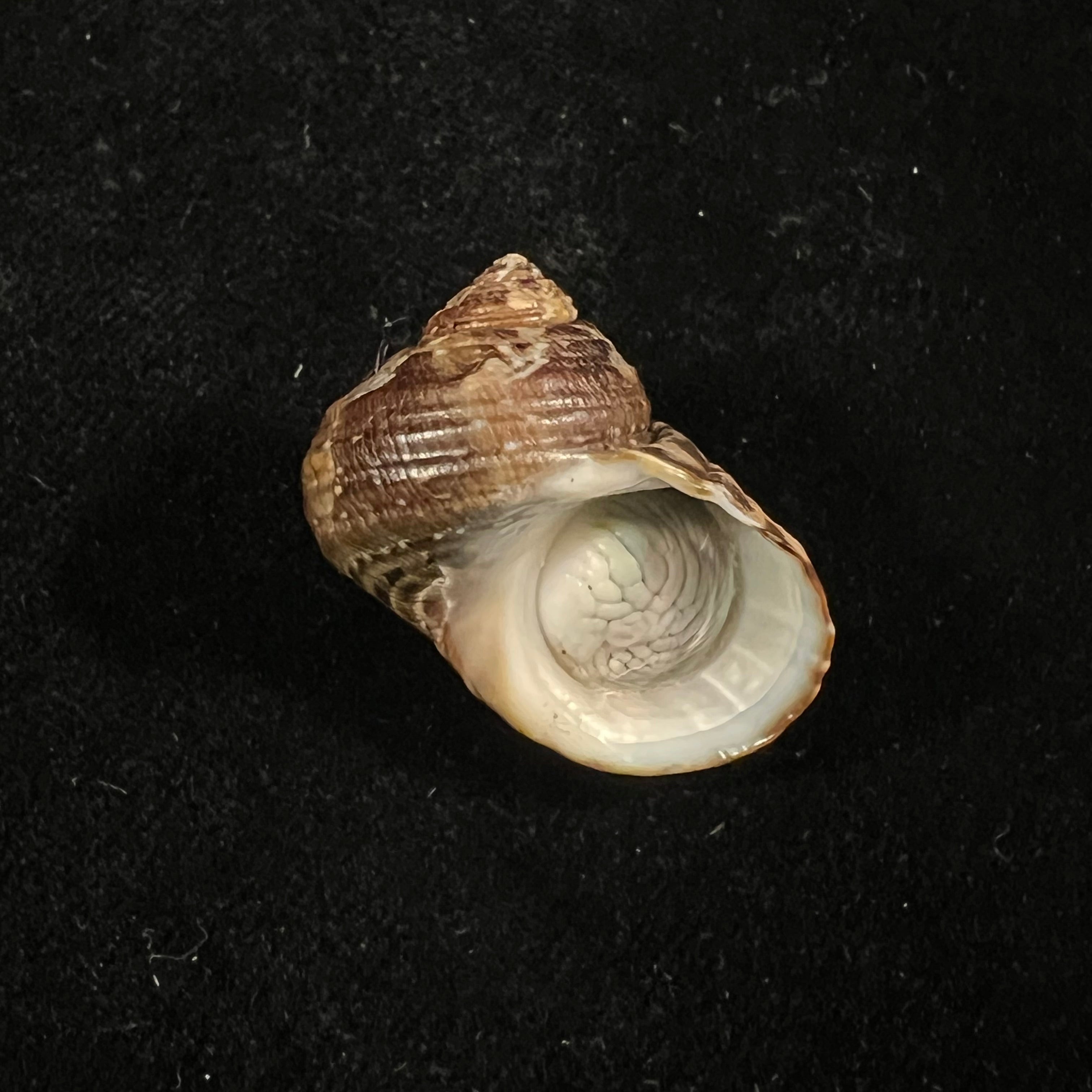 Turbo jonathani H. Dekker,莫伦贝克与舞蹈,1992 - 28,8mm