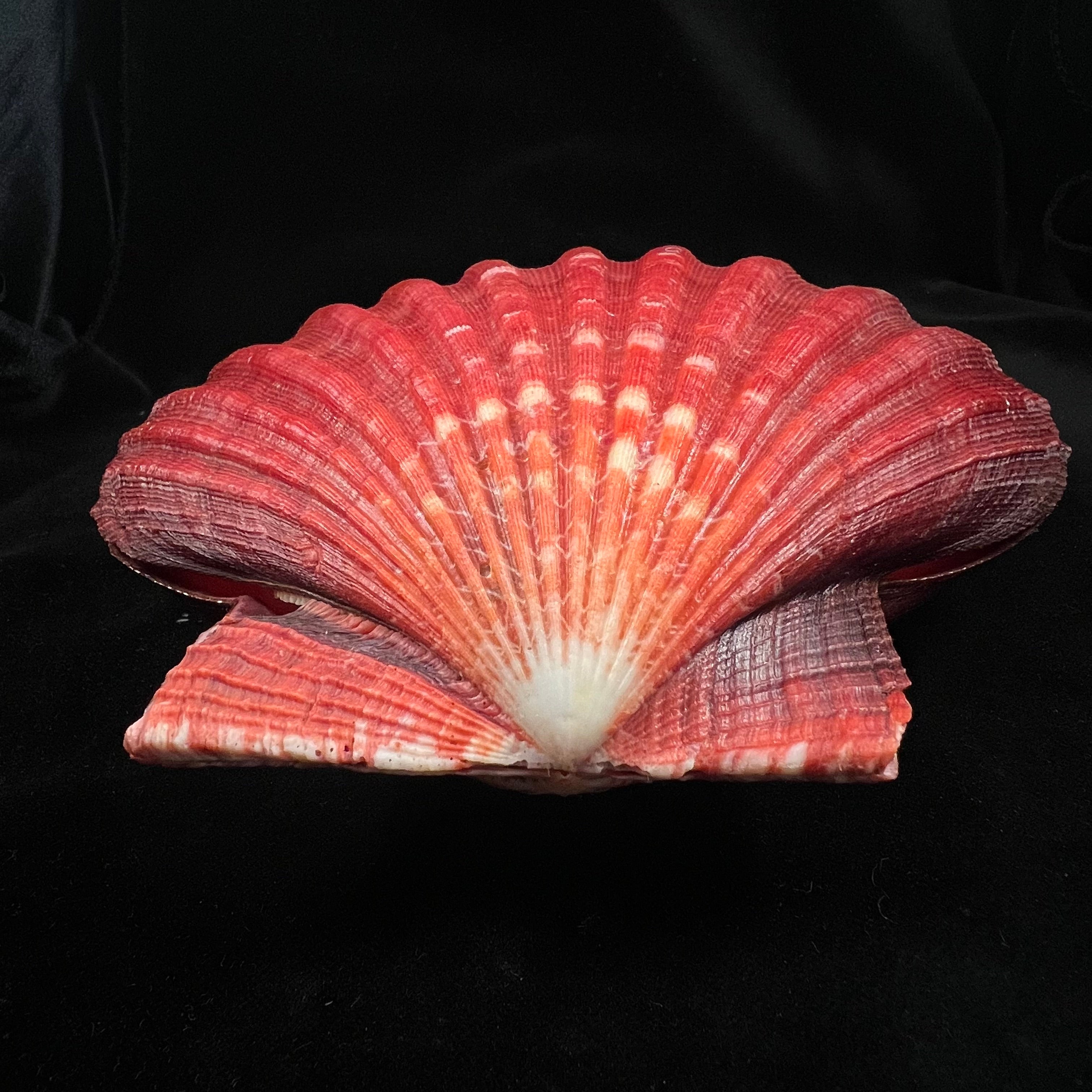 Nodipecten magnificus (G. B. Sowerby I, 1835) - 160,1mm x 171,9mm