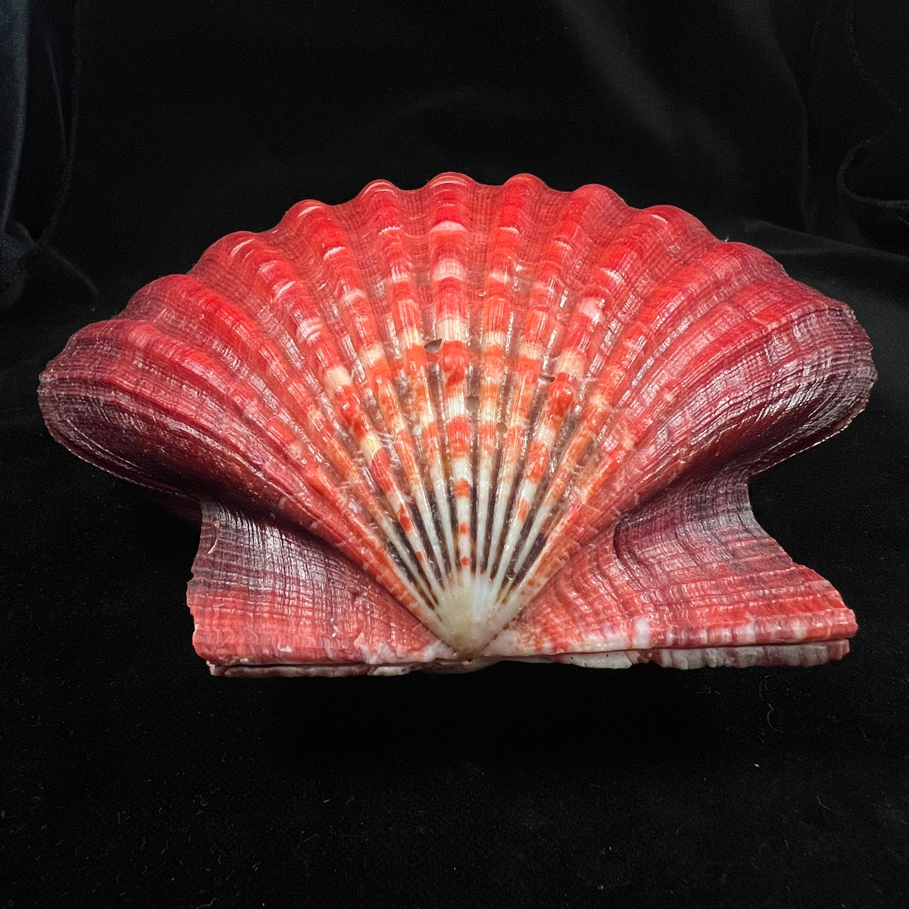 Nodipecten magnificus (G. B. Sowerby I, 1835) - 160,1mm x 171,9mm