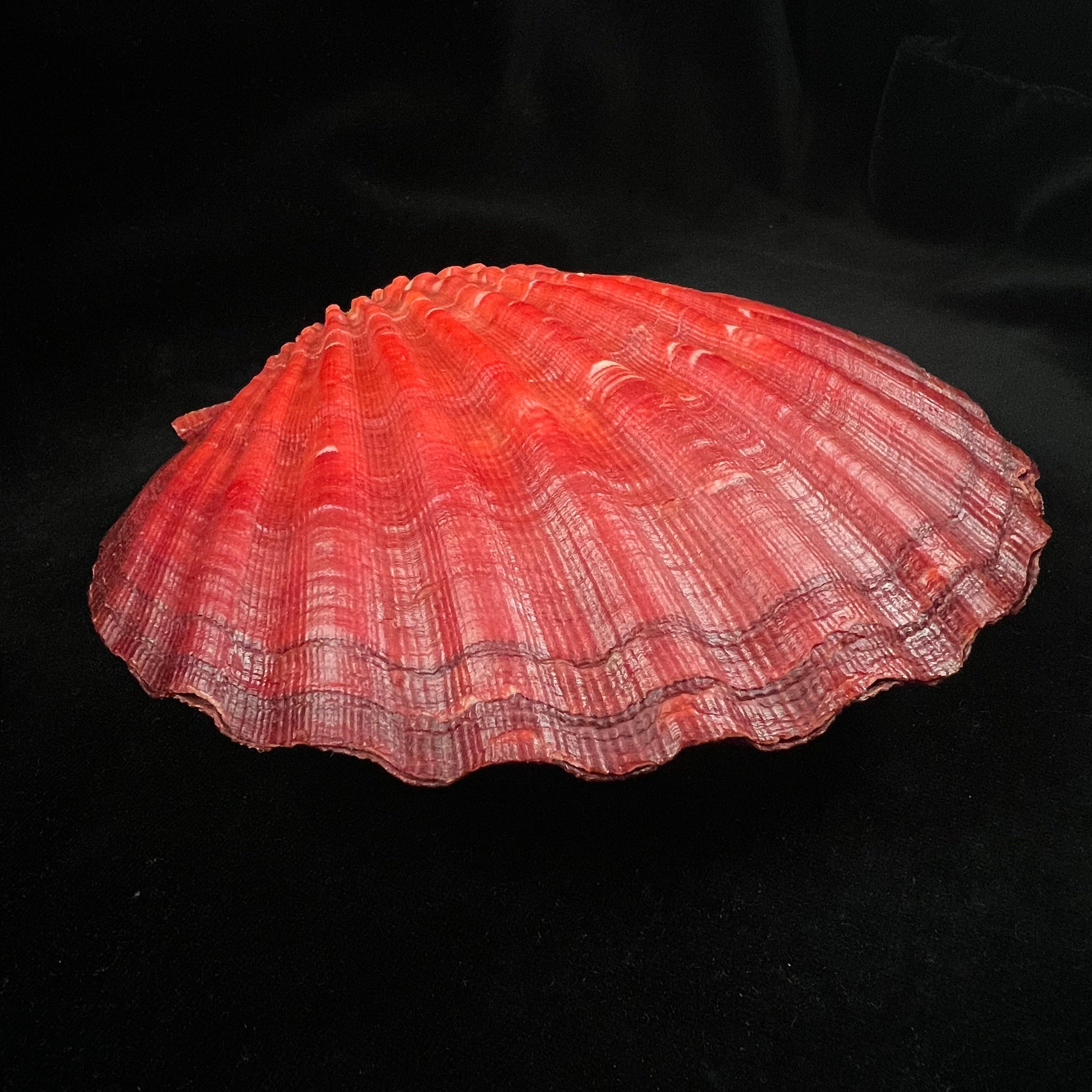 Nodipecten magnificus (G. B. Sowerby I, 1835) - 160,1mm x 171,9mm