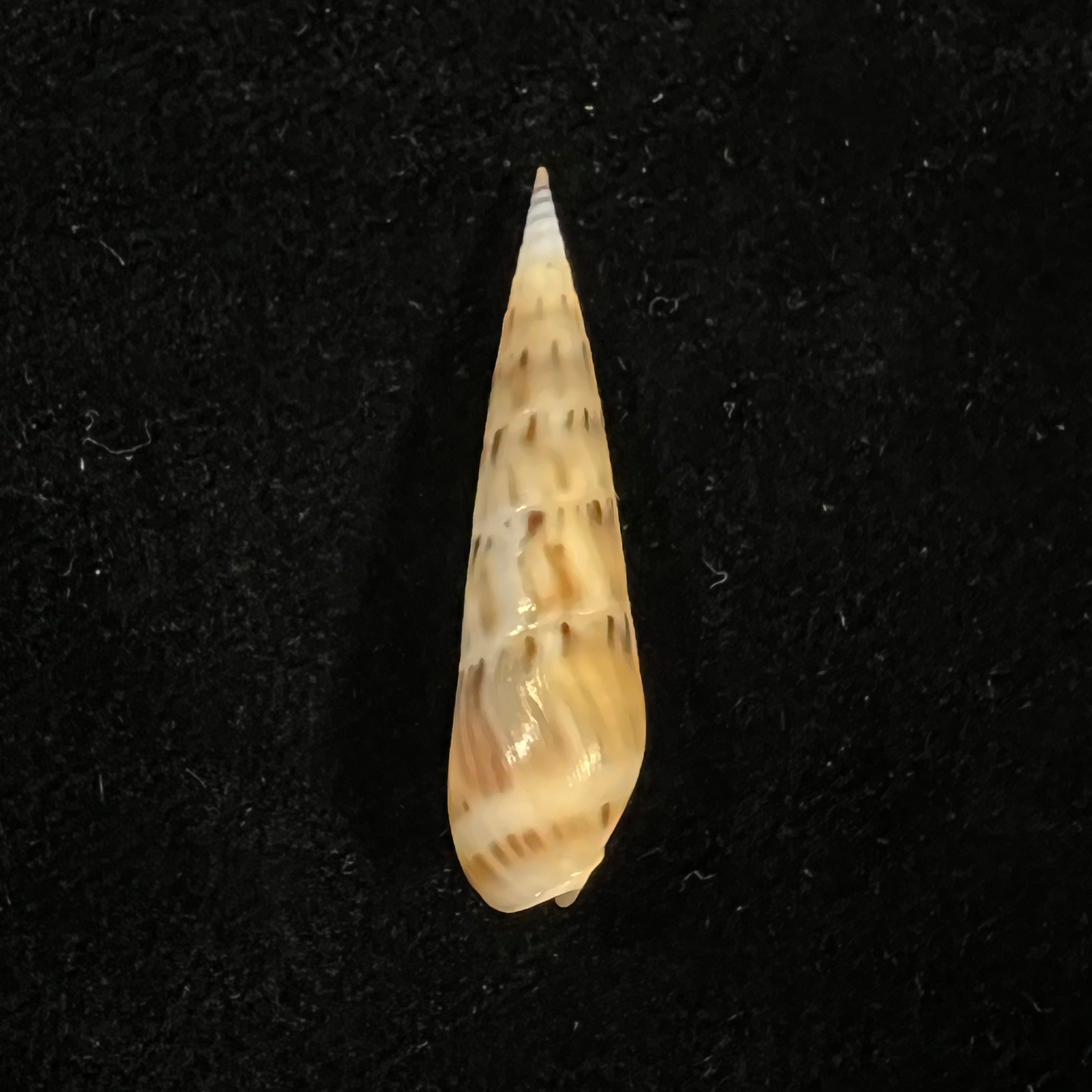 Hastula nimbosa (Hinds, 1844) - 37 毫米