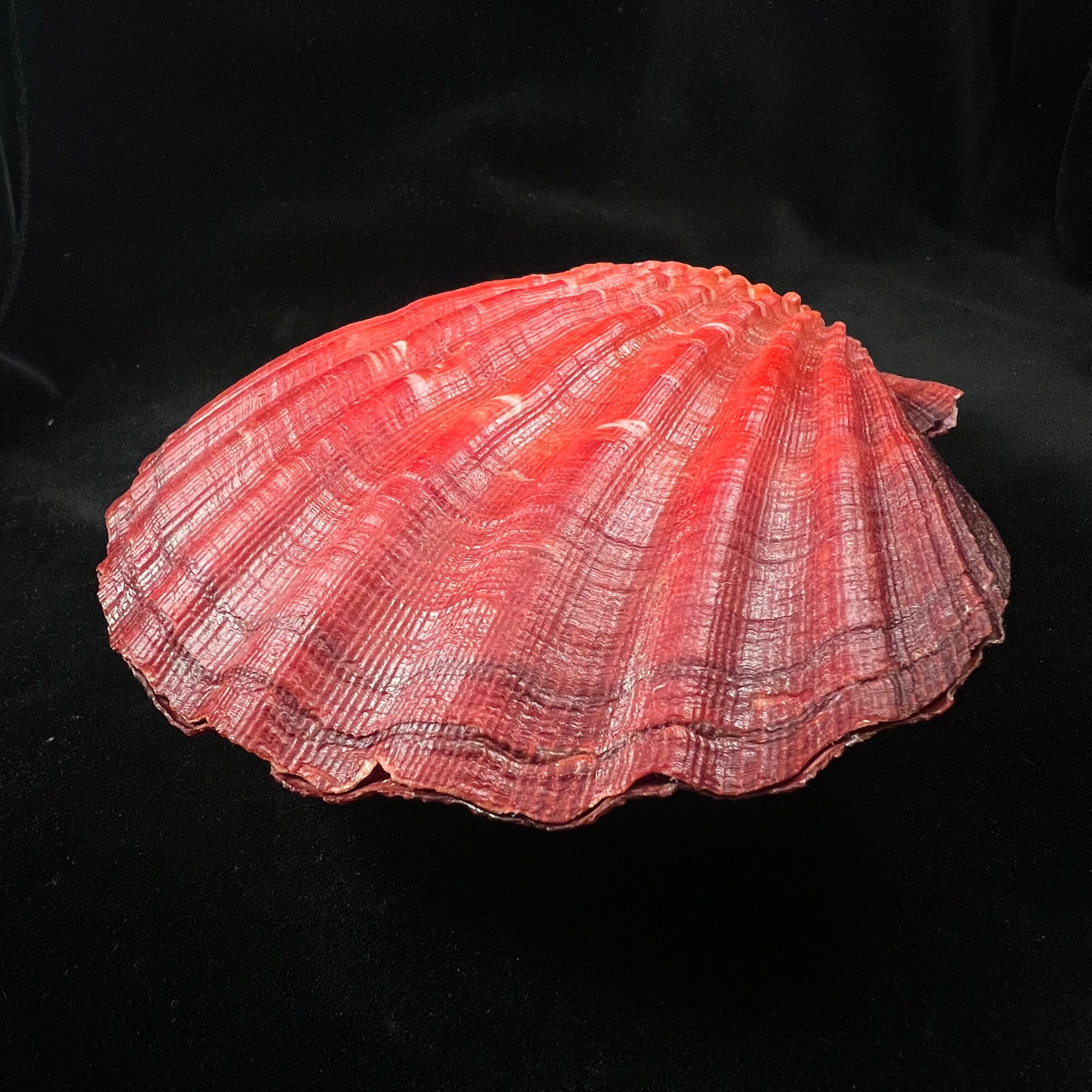 Nodipecten magnificus (G. B. Sowerby I, 1835) - 160,1mm x 171,9mm