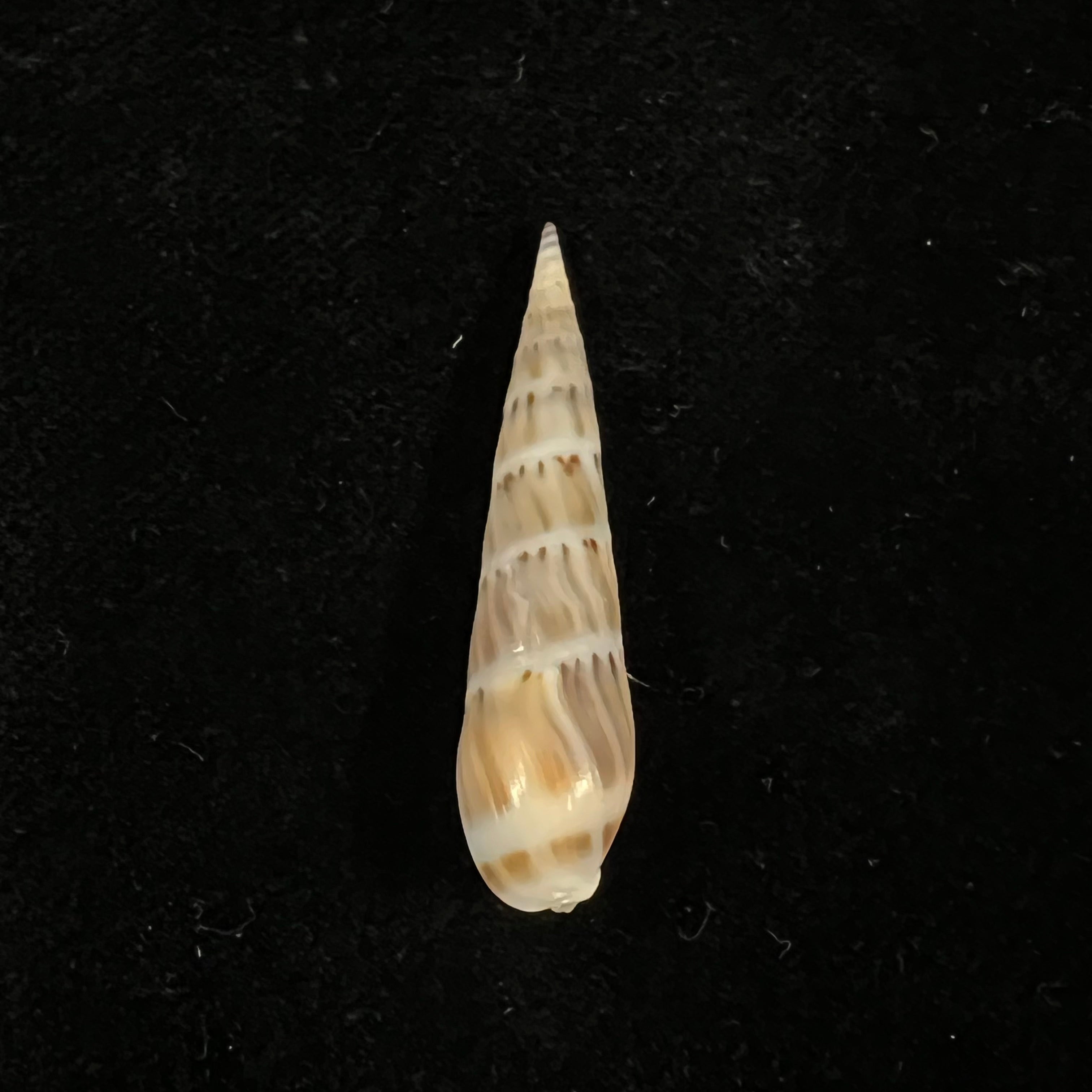 Hastula nimbosa (Hinds, 1844) - 39,9mm