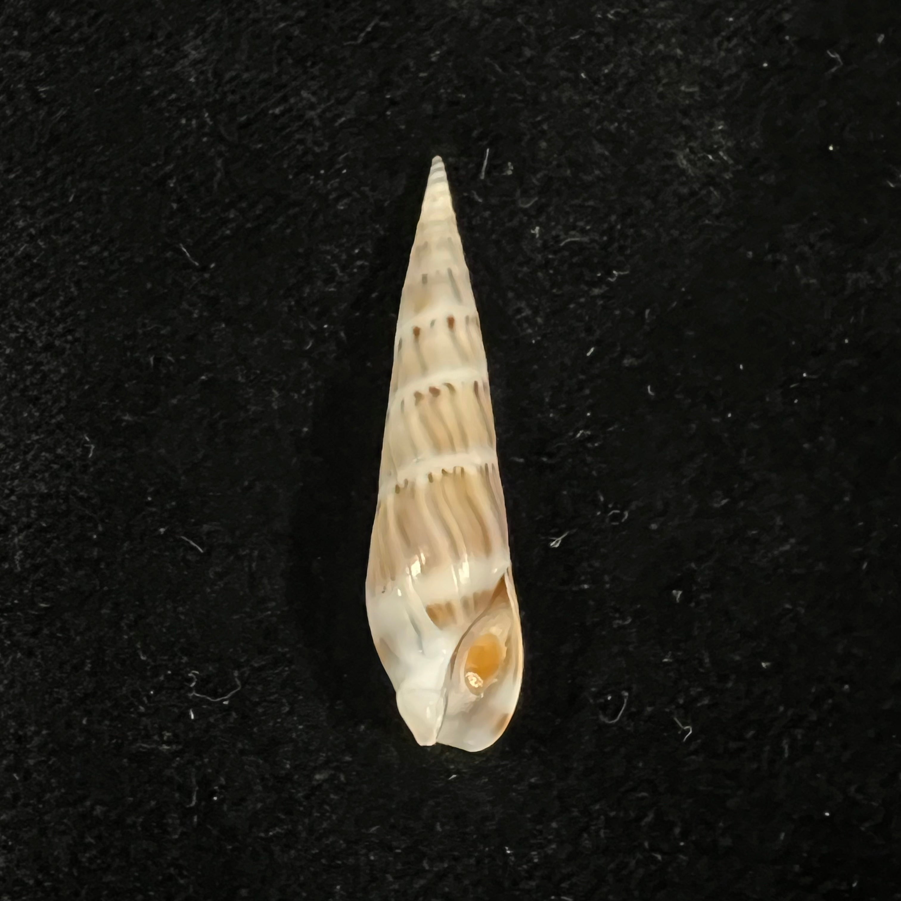 Hastula nimbosa (Hinds, 1844) - 39,9mm