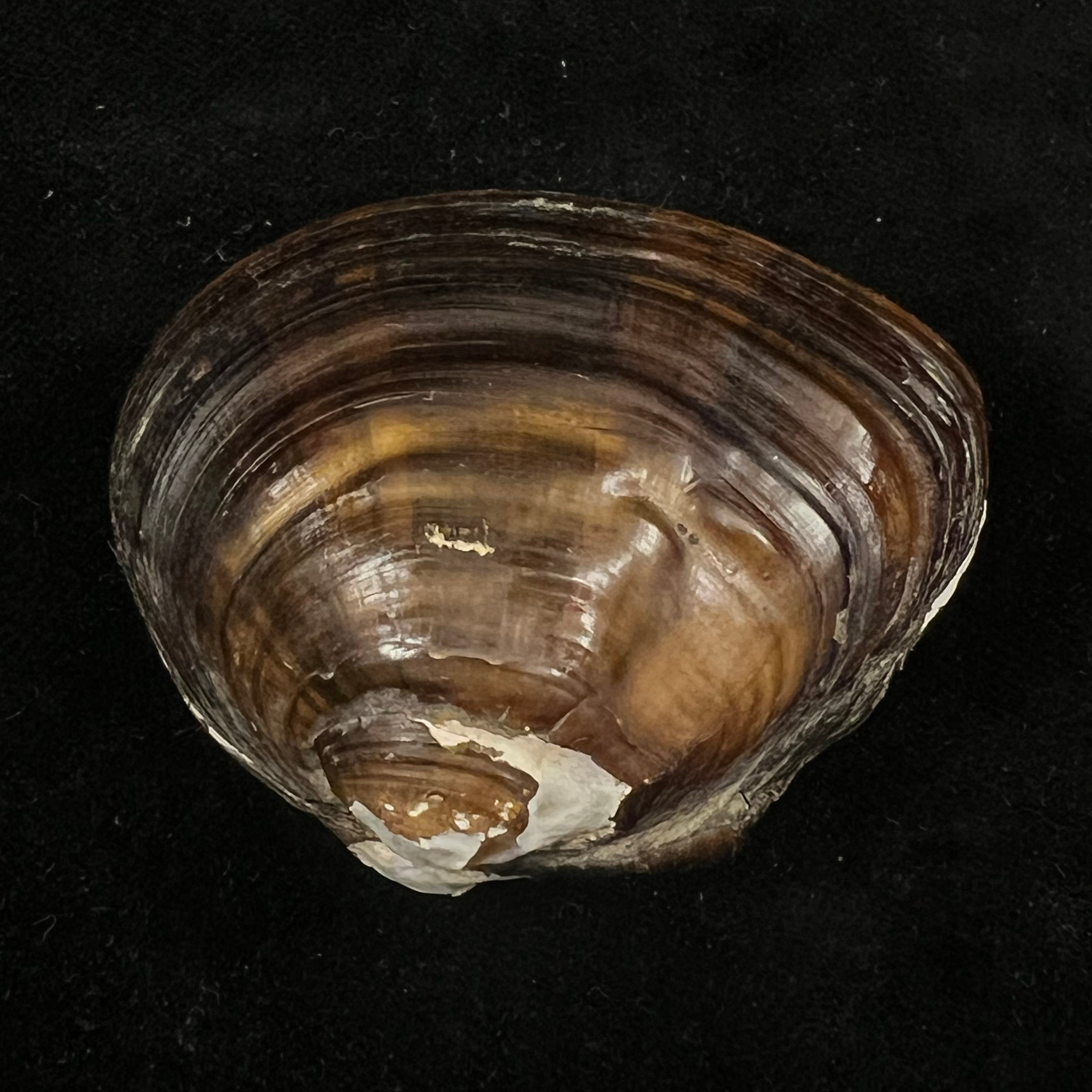 Schistodesmus xinyuensis K.Y. Hou & R.W. Wu, 2025 - 53,3mm