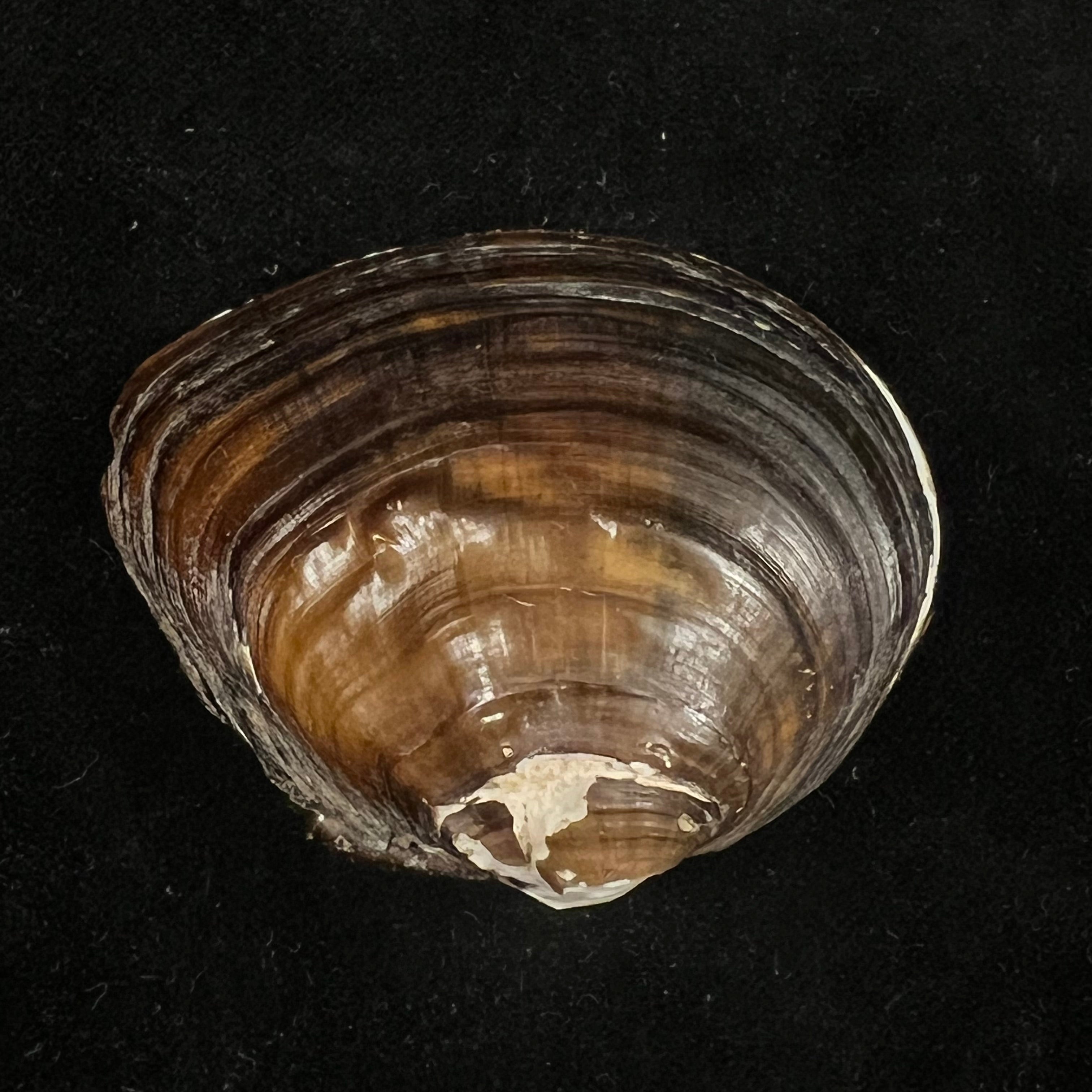 Schistodesmus xinyuensis K.Y. Hou & R.W. Wu, 2025 - 53,3mm