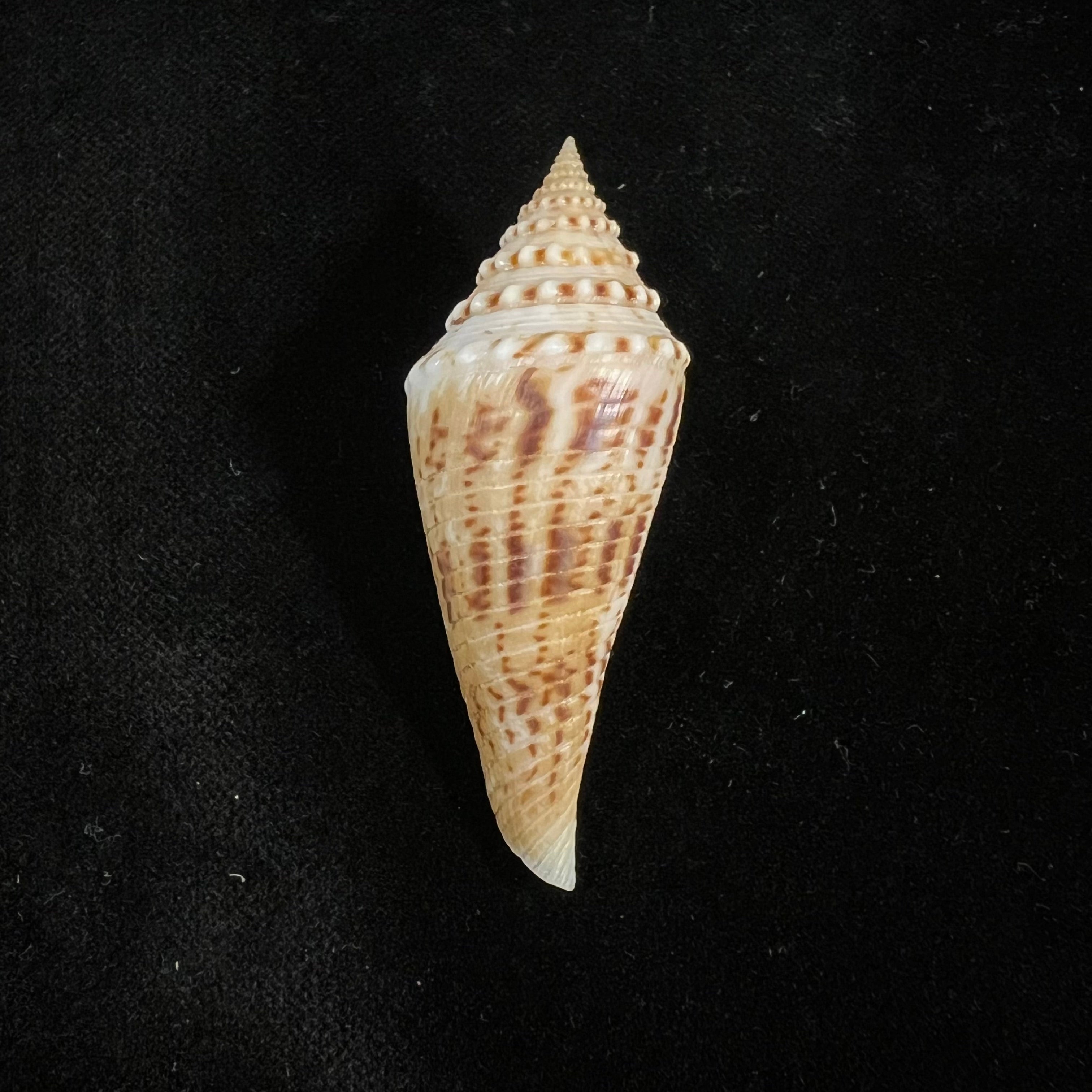 Conasprella elokismenos (Kilburn, 1975) - 58,8mm