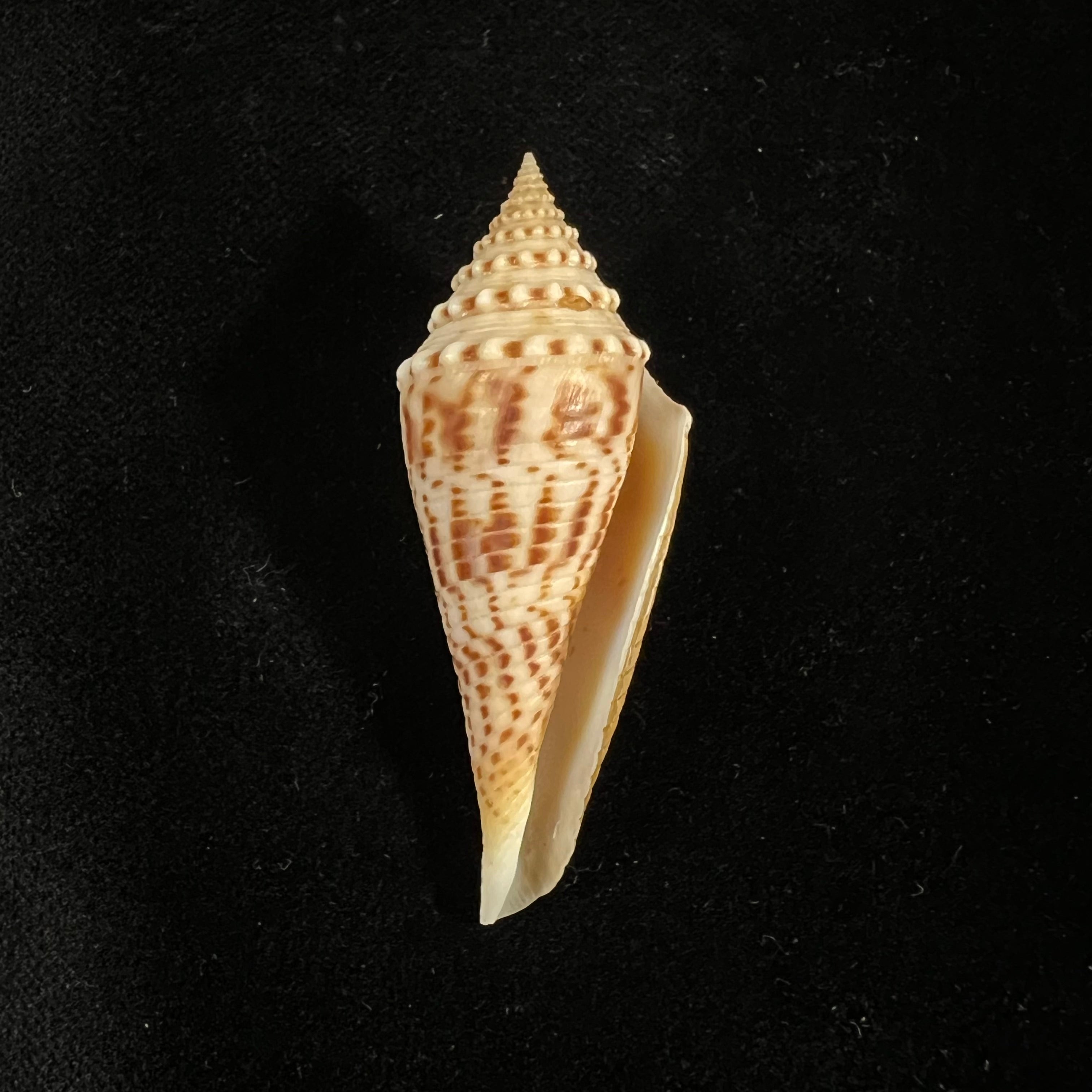 Conasprella elokismenos (Kilburn, 1975) - 58,8mm