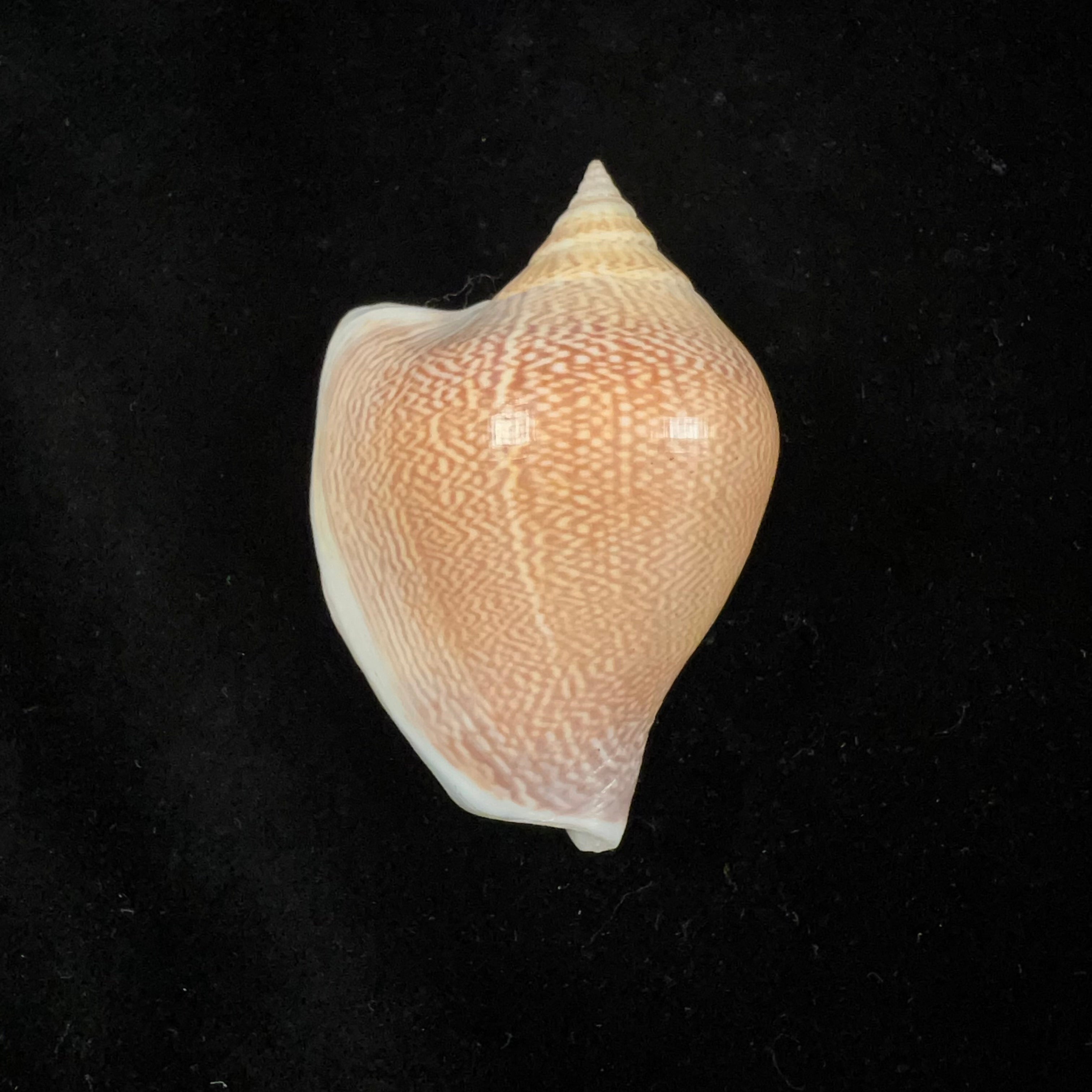 Laevistrombus canarium(林奈,1758)- 58,1毫米