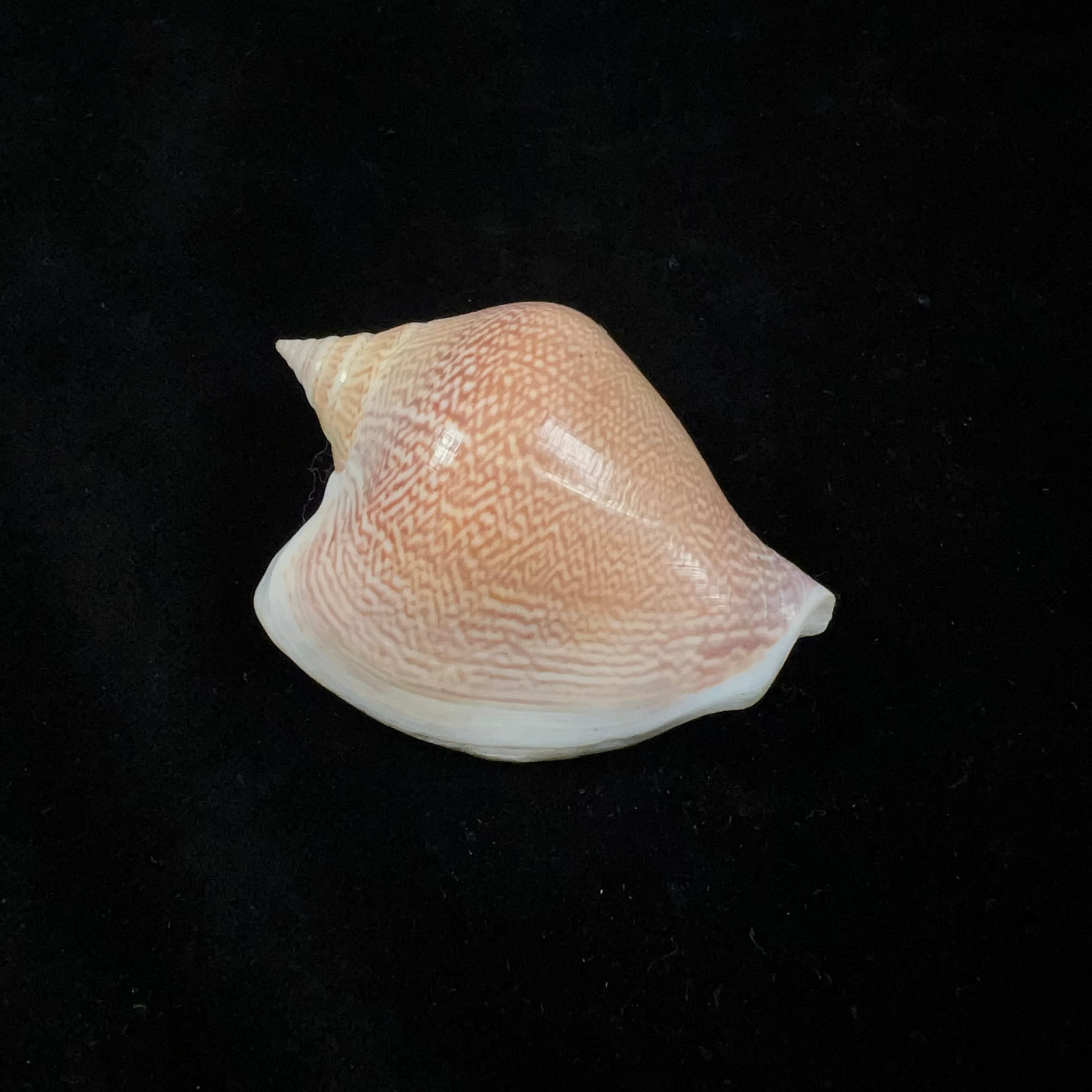 Laevistrombus canarium(林奈,1758)- 58,1毫米