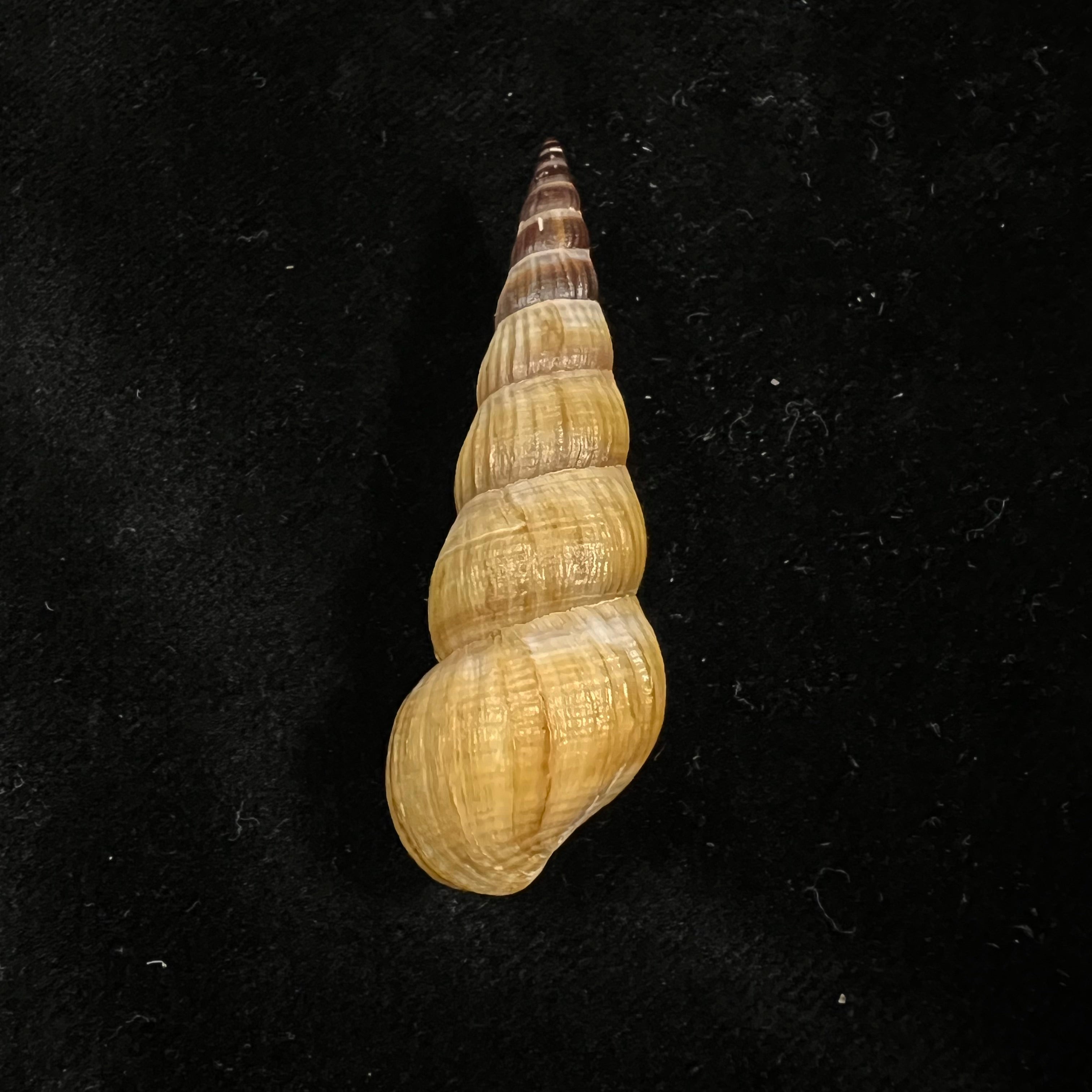 Jagora dactylus (I. Lea & HC Lea, 1851) - 54,3mm