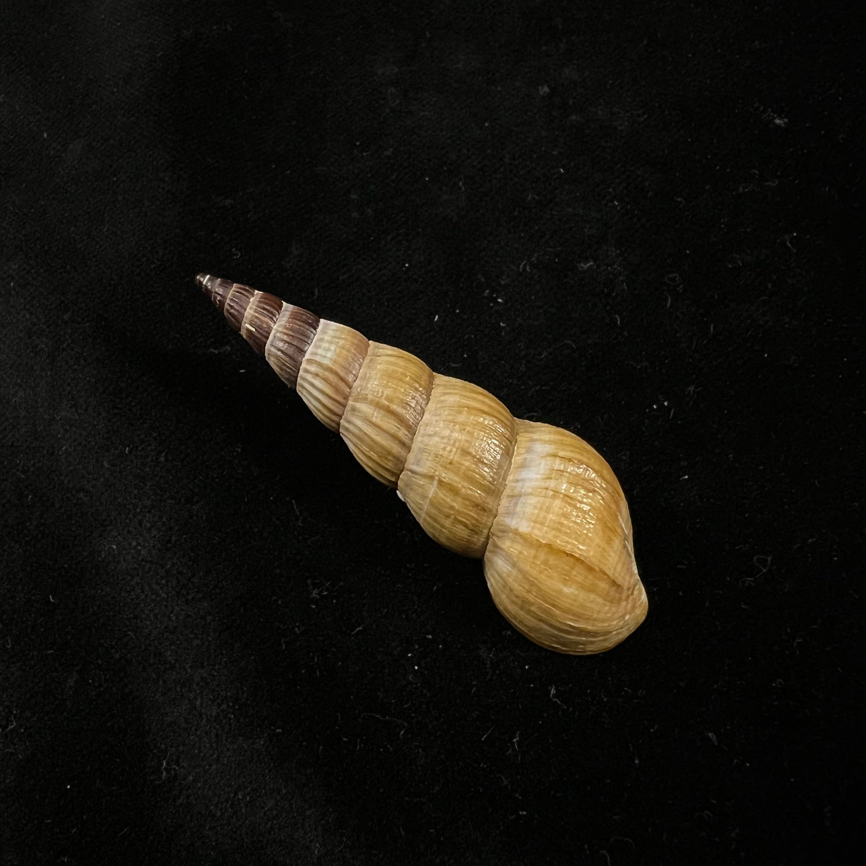 Jagora dactylus (I. Lea & HC Lea, 1851) - 54,3mm