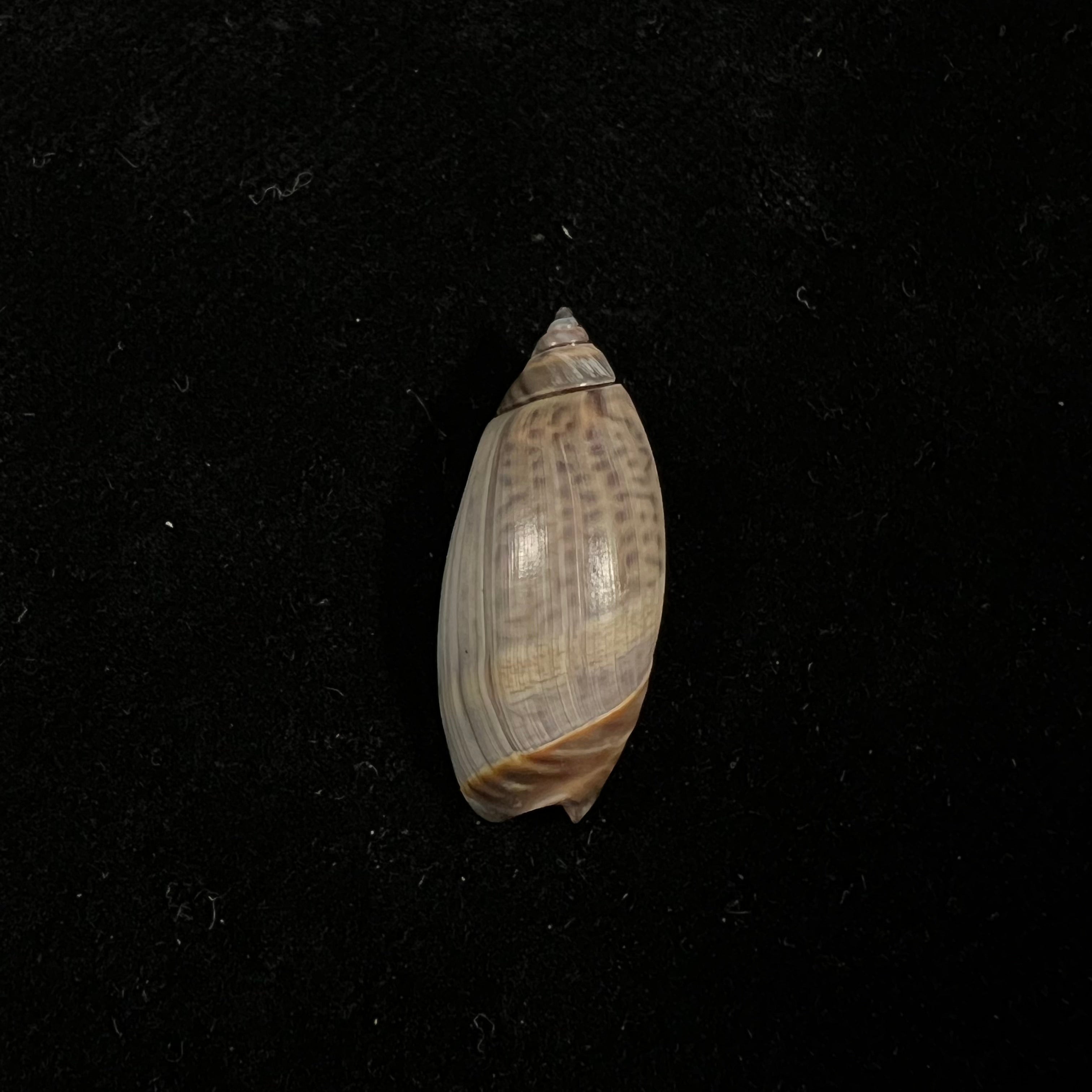 Agaronia griseoalba (Marrat, 1897) - 27,3mm