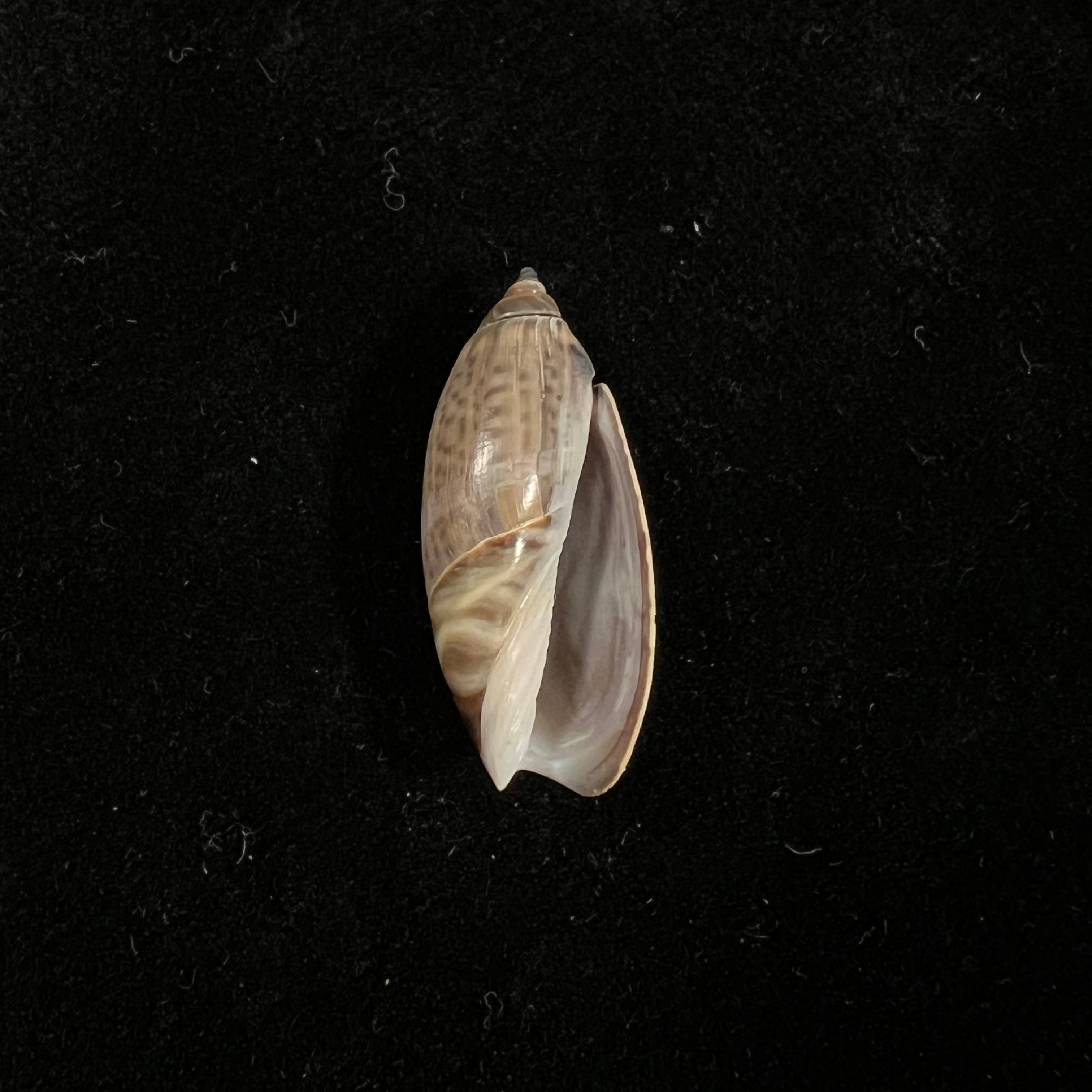 Agaronia griseoalba (Marrat, 1897) - 27,3mm