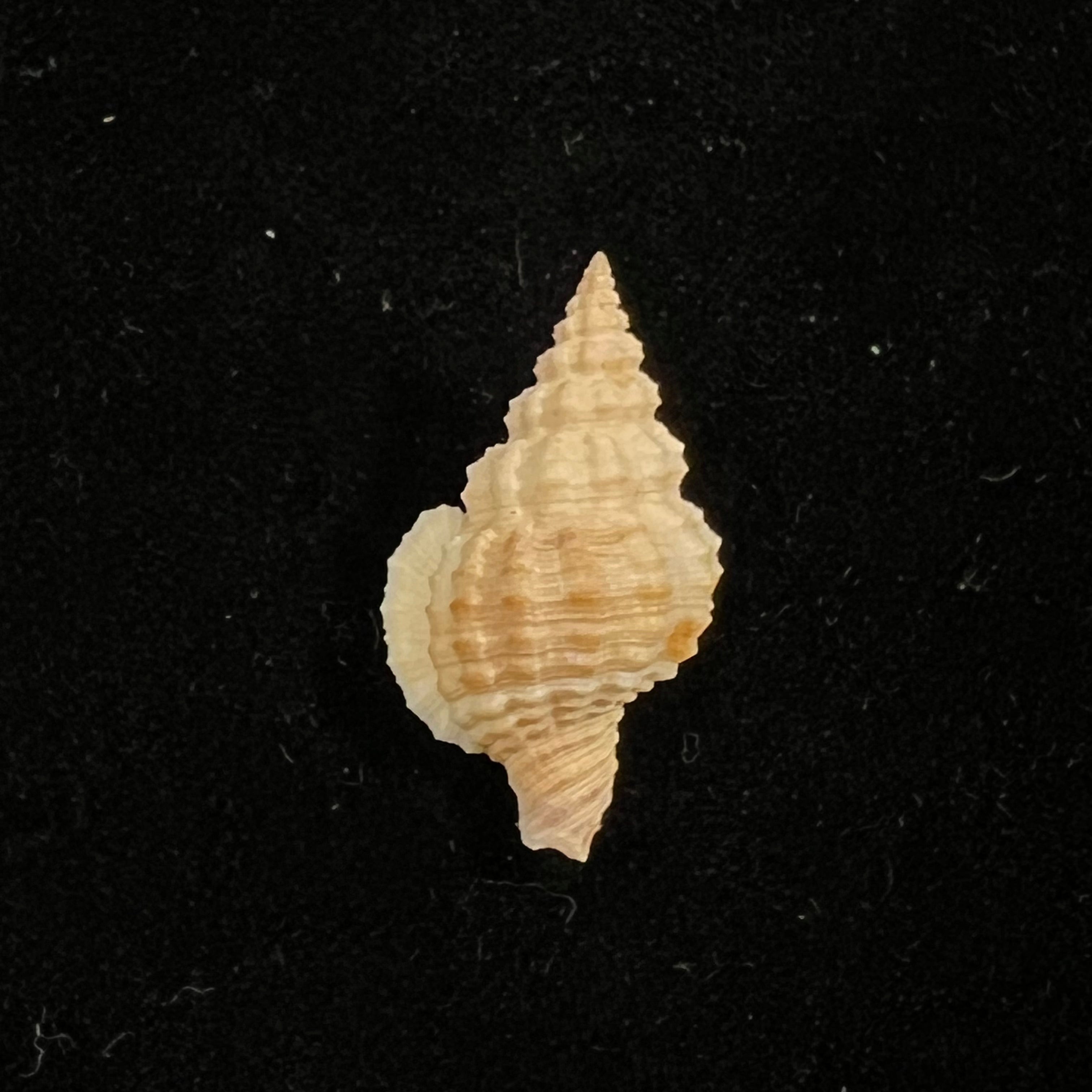Nassaria acuminata (Reeve, 1844) - 25,4mm