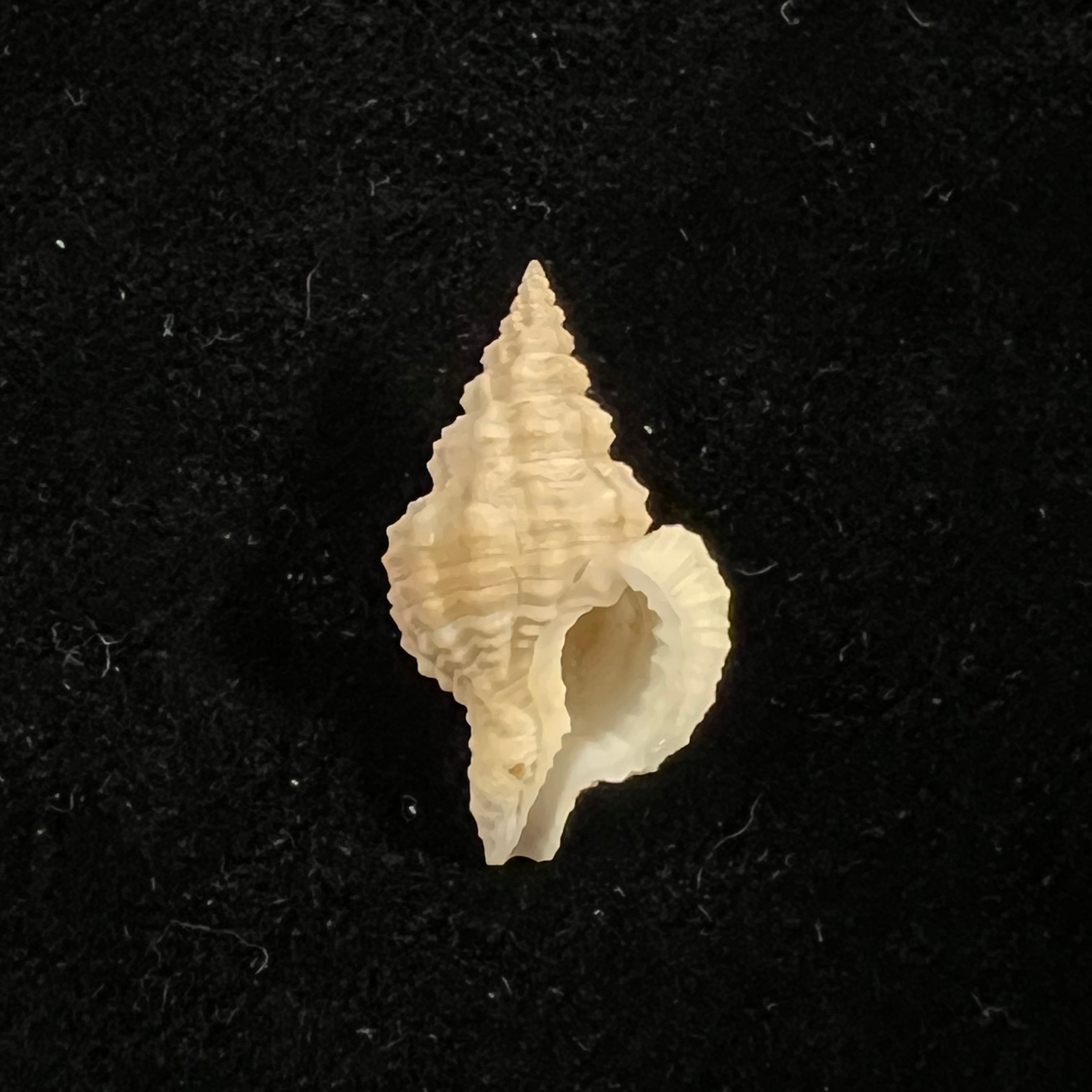 Nassaria acuminata (Reeve, 1844) - 25,4mm