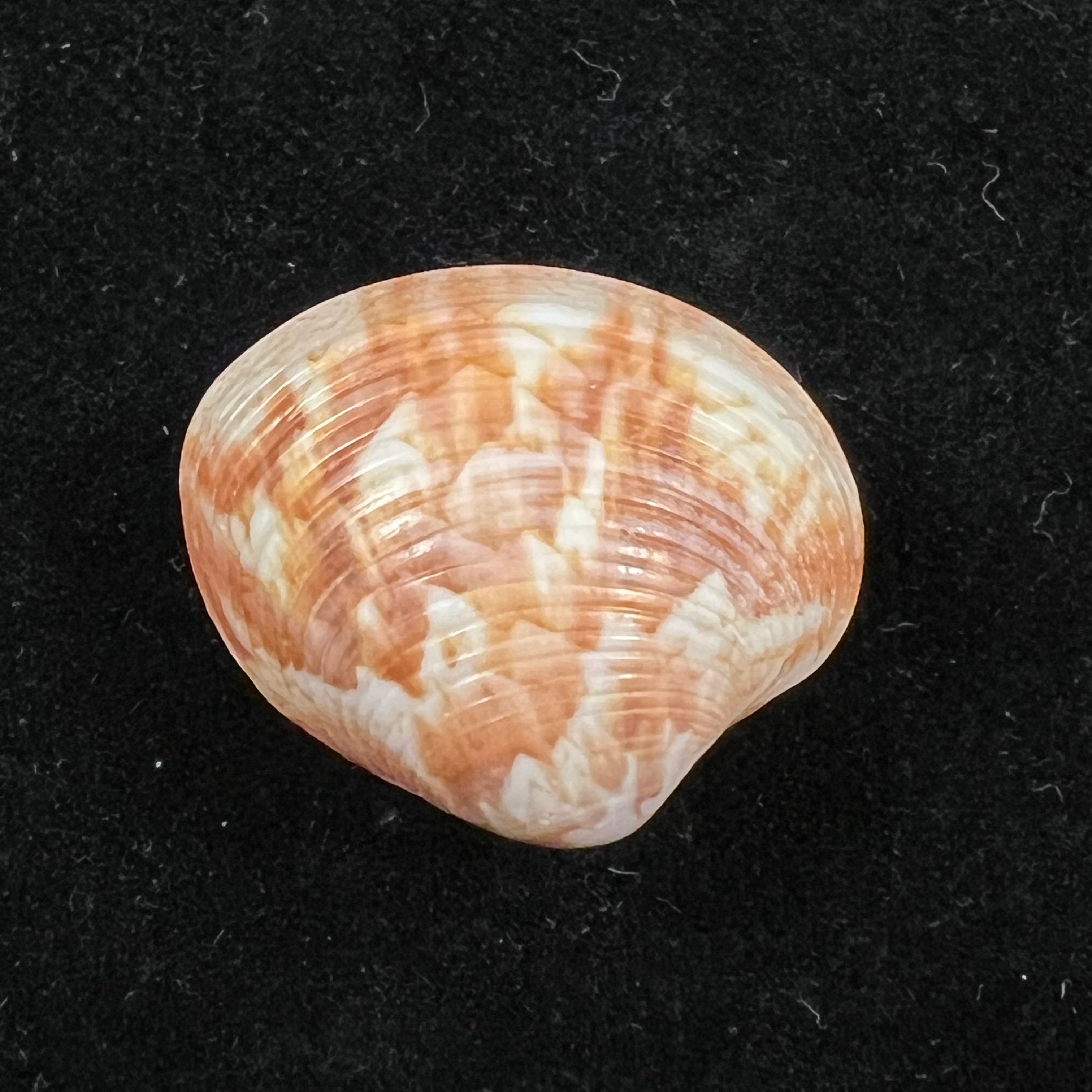 Callpita eucymata (Dall, 1890) - 23,6mm