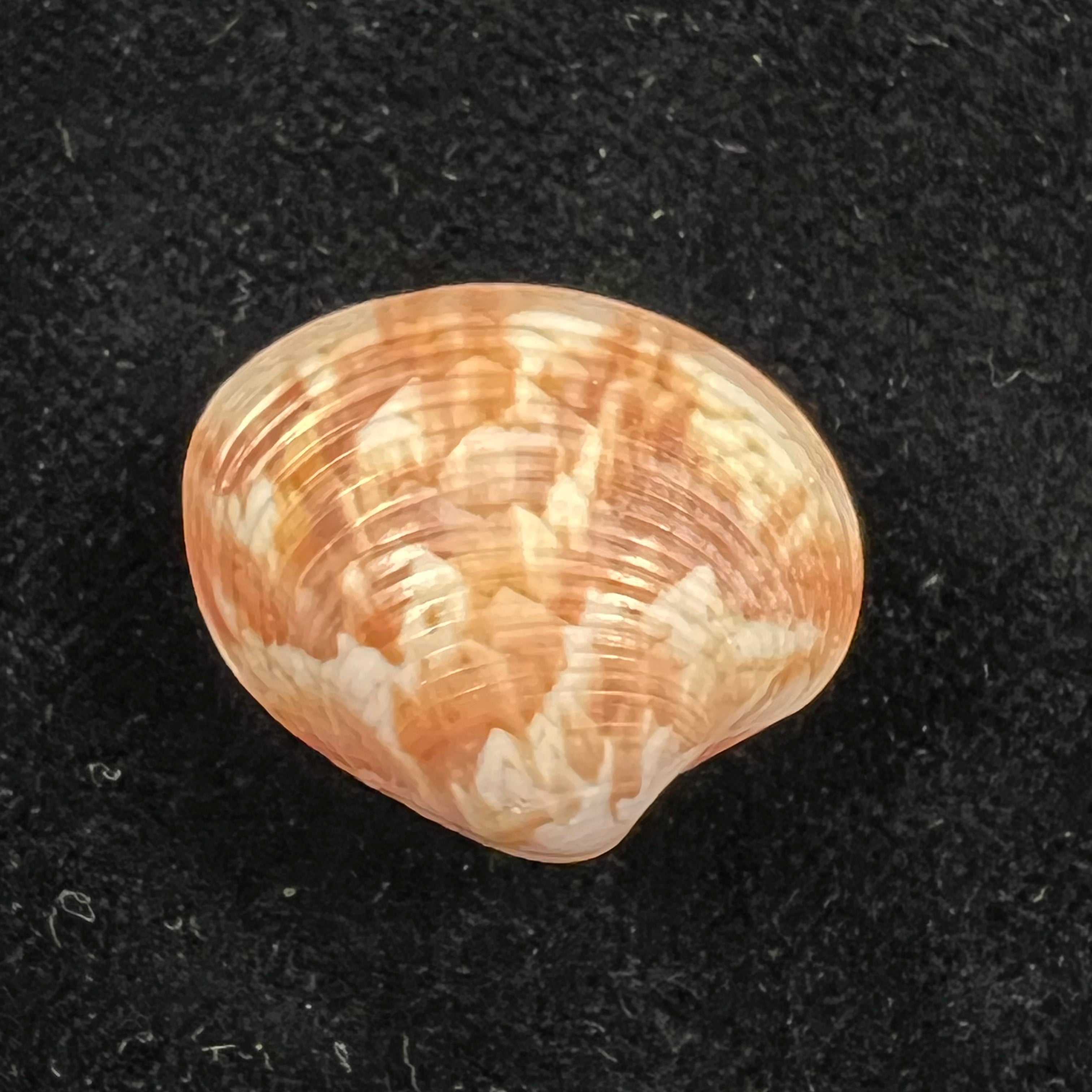 Callpita eucymata (Dall, 1890) - 23,6mm