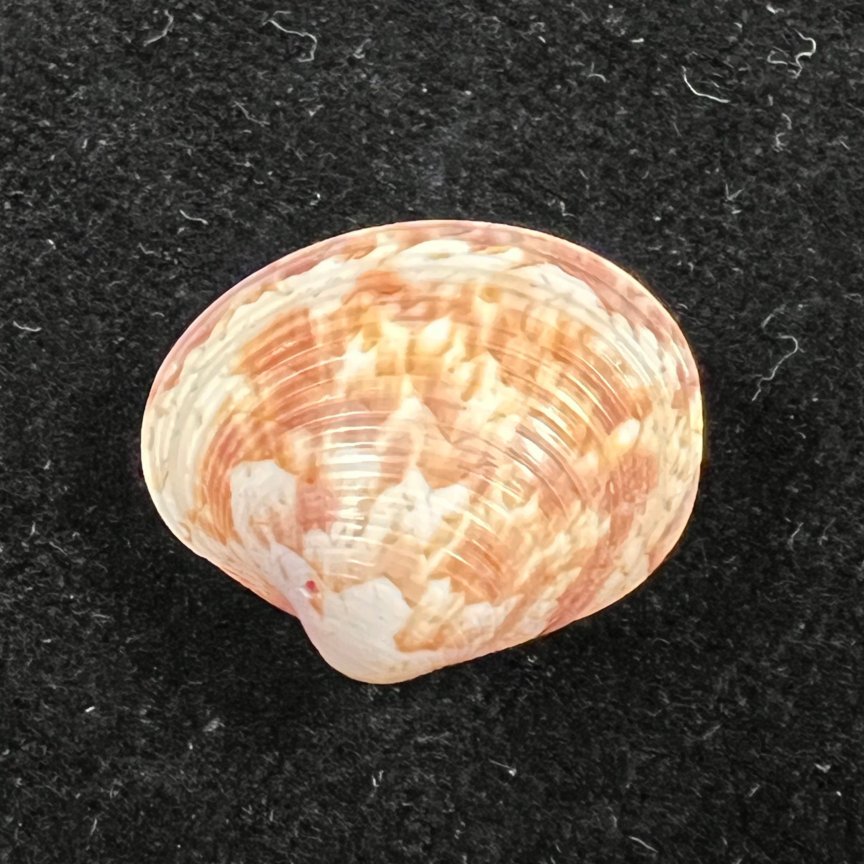 Callpita eucymata (Dall, 1890) - 21,5mm