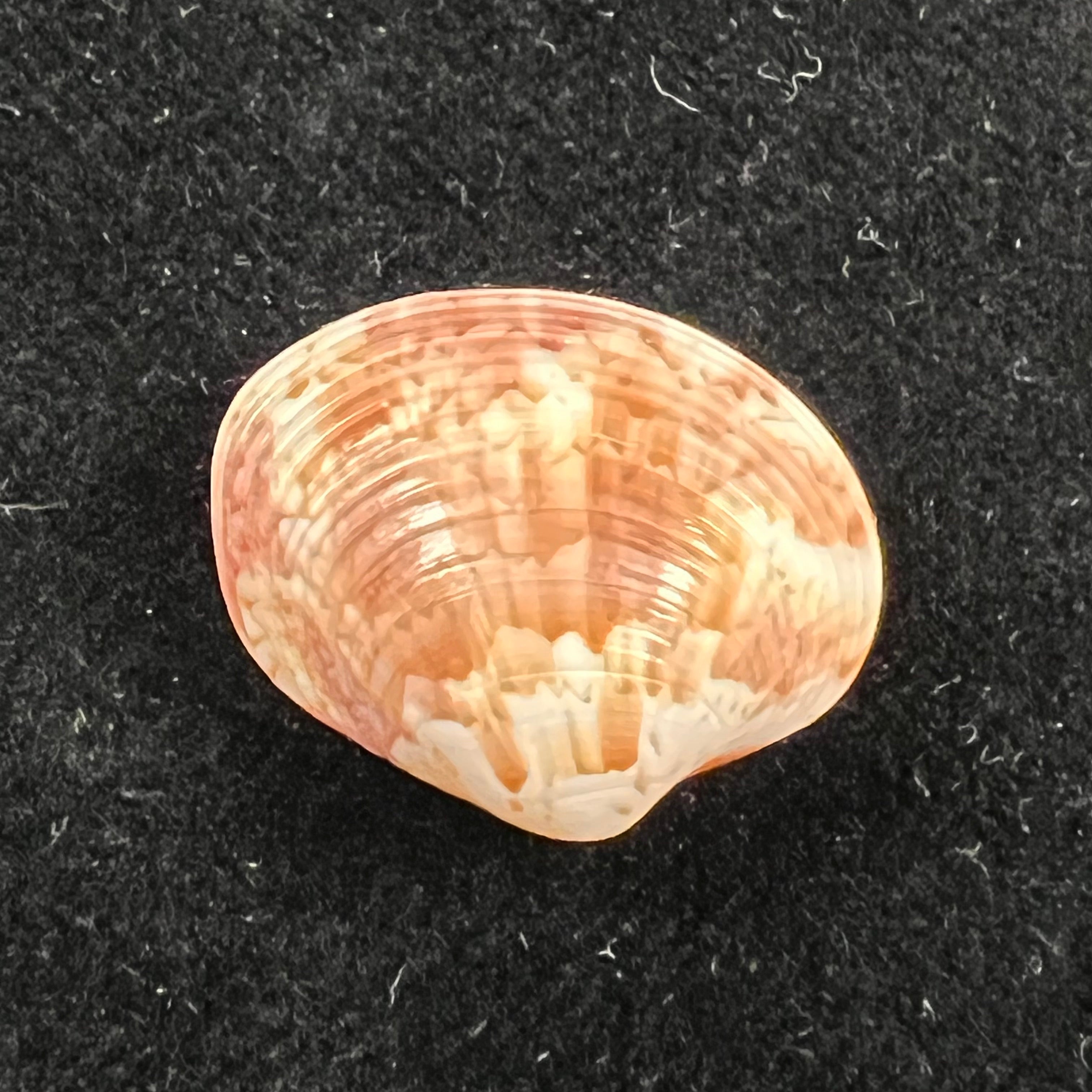 Callpita eucymata (Dall, 1890) - 20,4mm