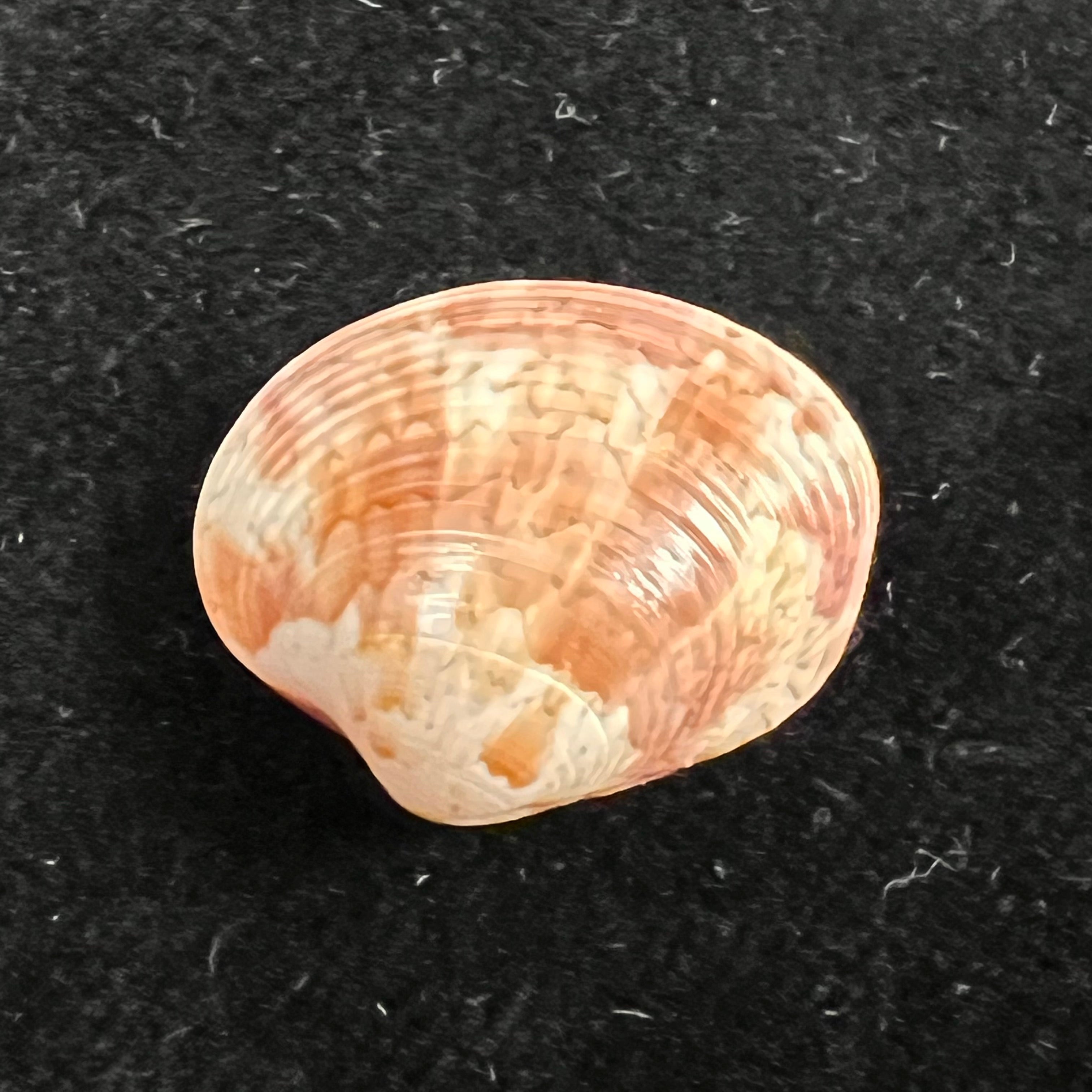 Callpita eucymata (Dall, 1890) - 20,4mm