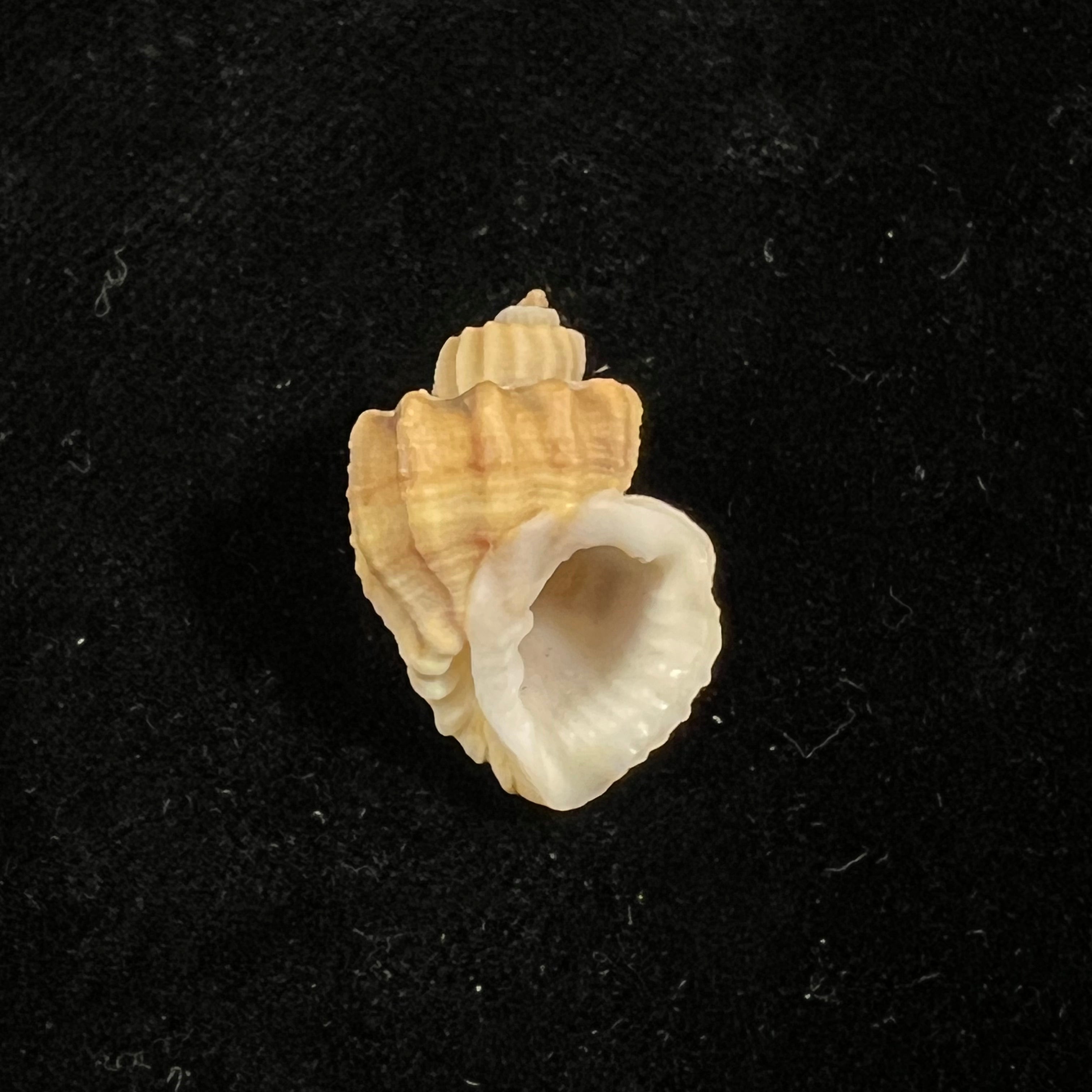 Scalptia withrowi Petit, 1976 - 21,9毫米