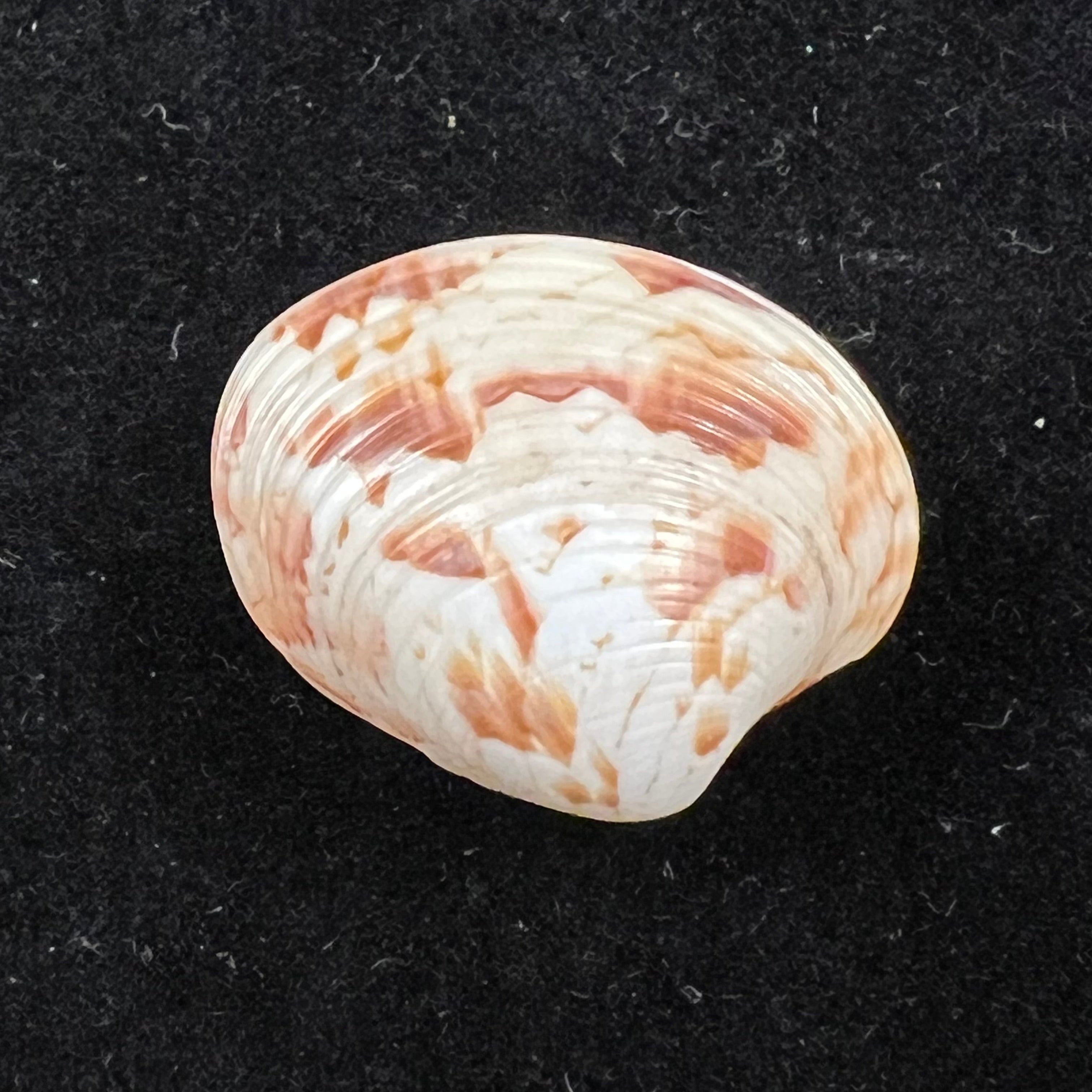 Callpita eucymata (Dall, 1890) - 22,2mm