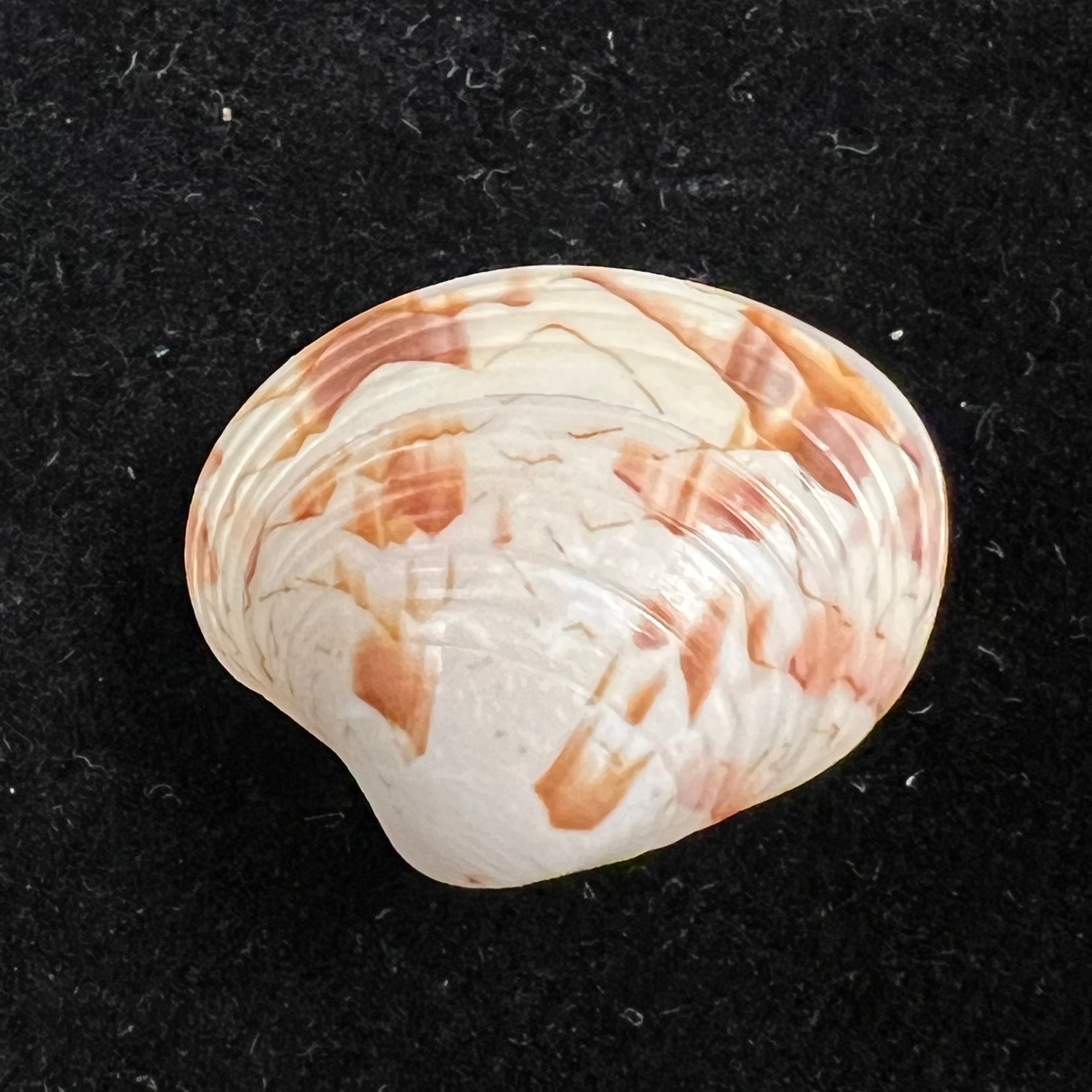 Callpita eucymata (Dall, 1890) - 22,2mm