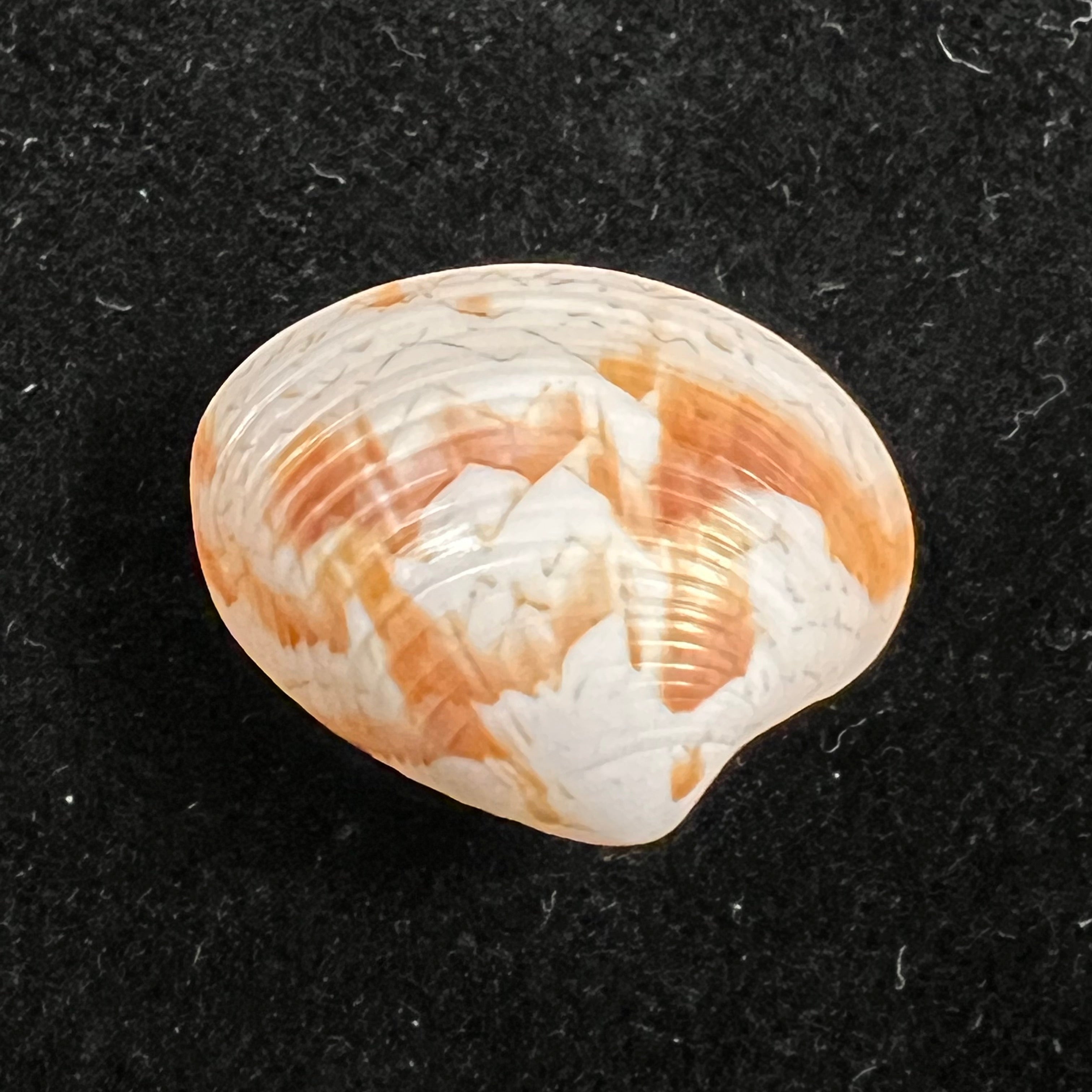 Callpita eucymata (Dall, 1890) - 21,6mm