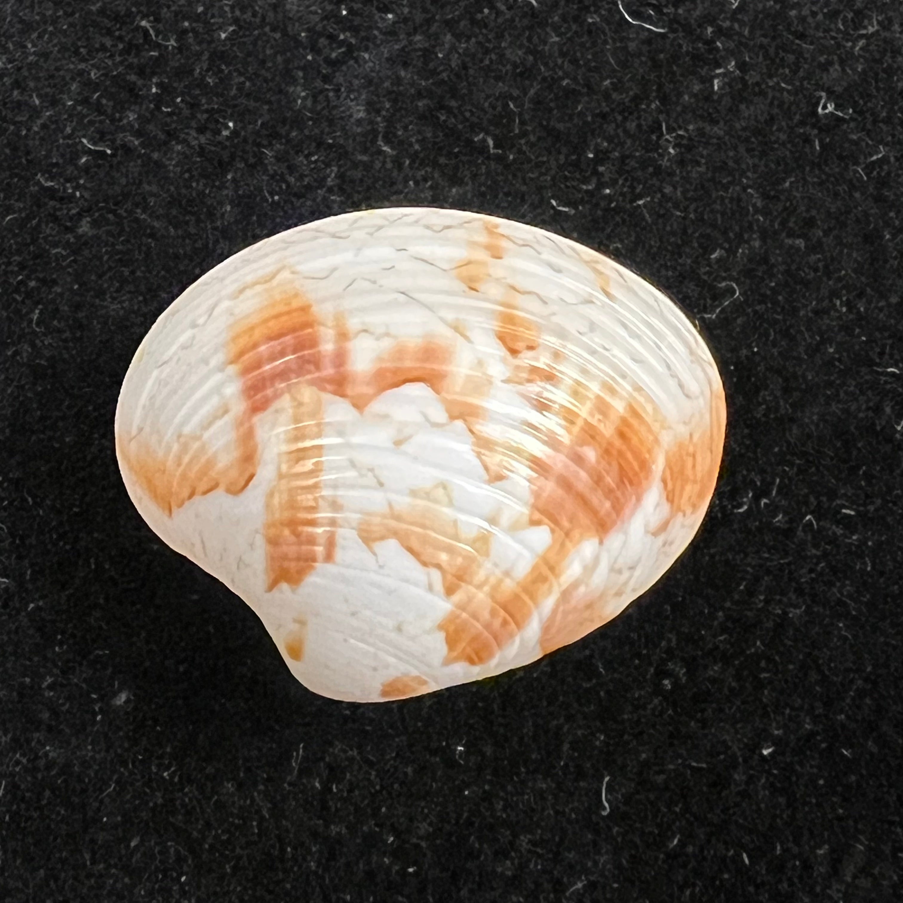 Callpita eucymata (Dall, 1890) - 21,6mm