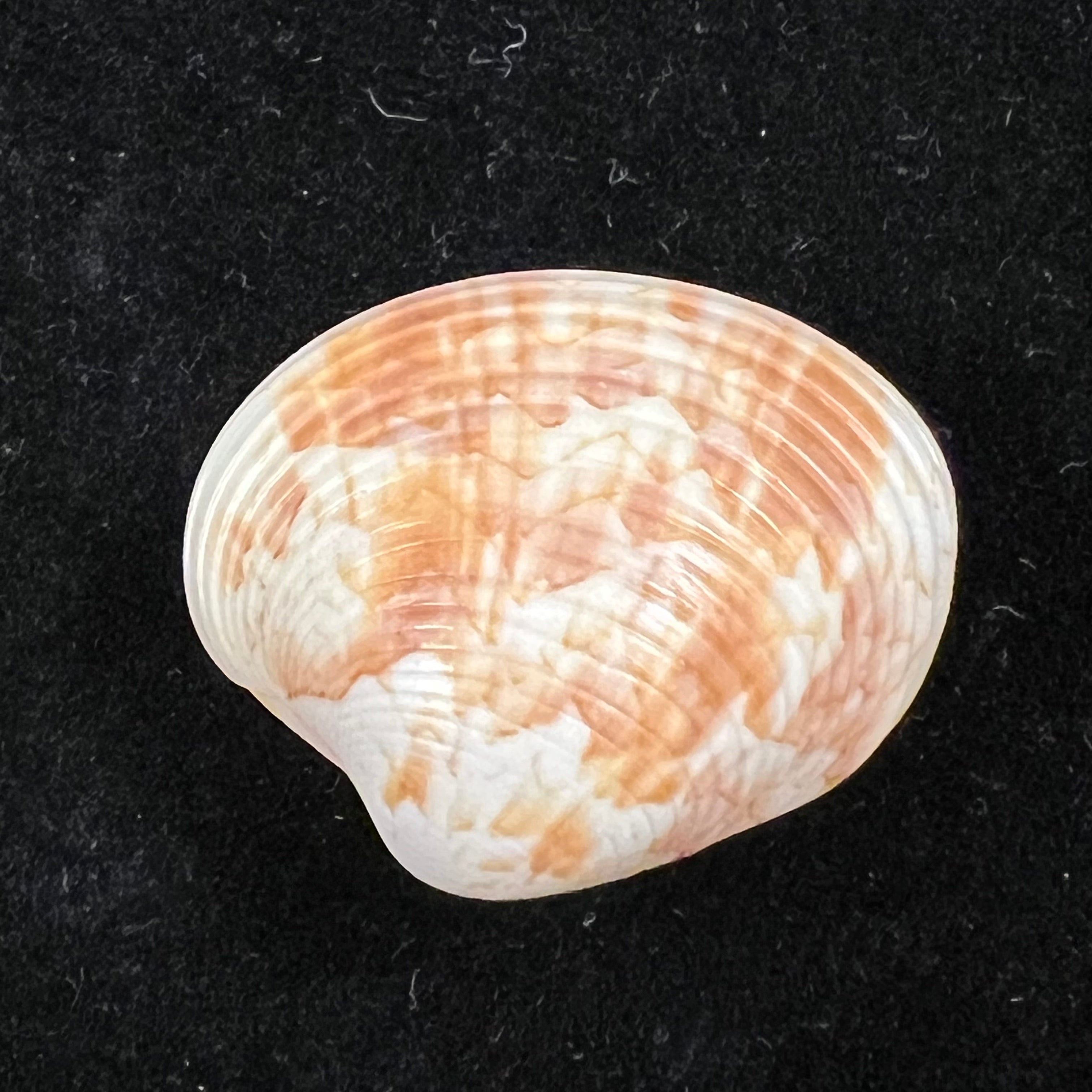 Callpita eucymata (Dall, 1890) - 24,5mm