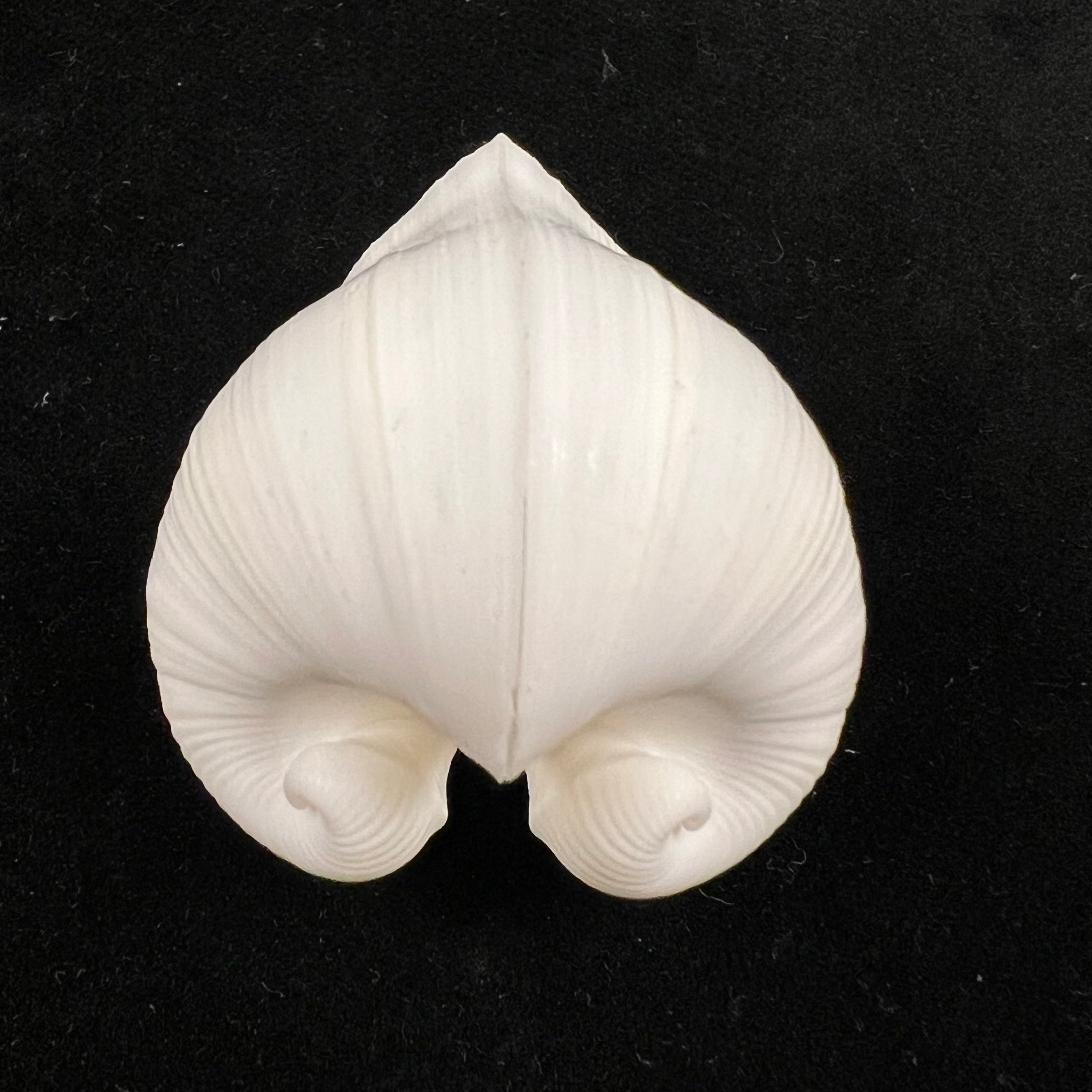 Meiocardia cumingi (A. Adams, 1864) - 39,4mm