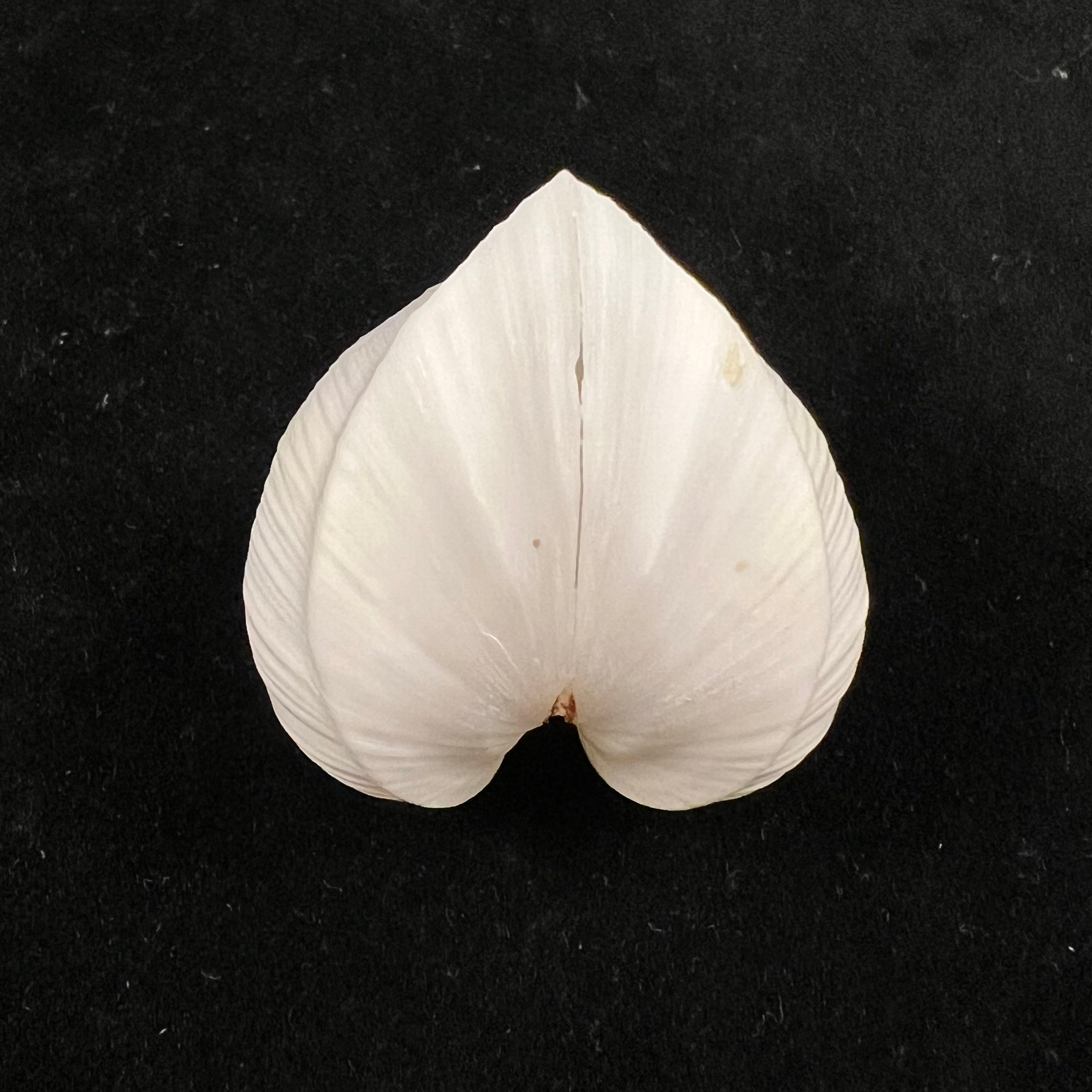 Meiocardia cumingi (A. Adams, 1864) - 39,4mm