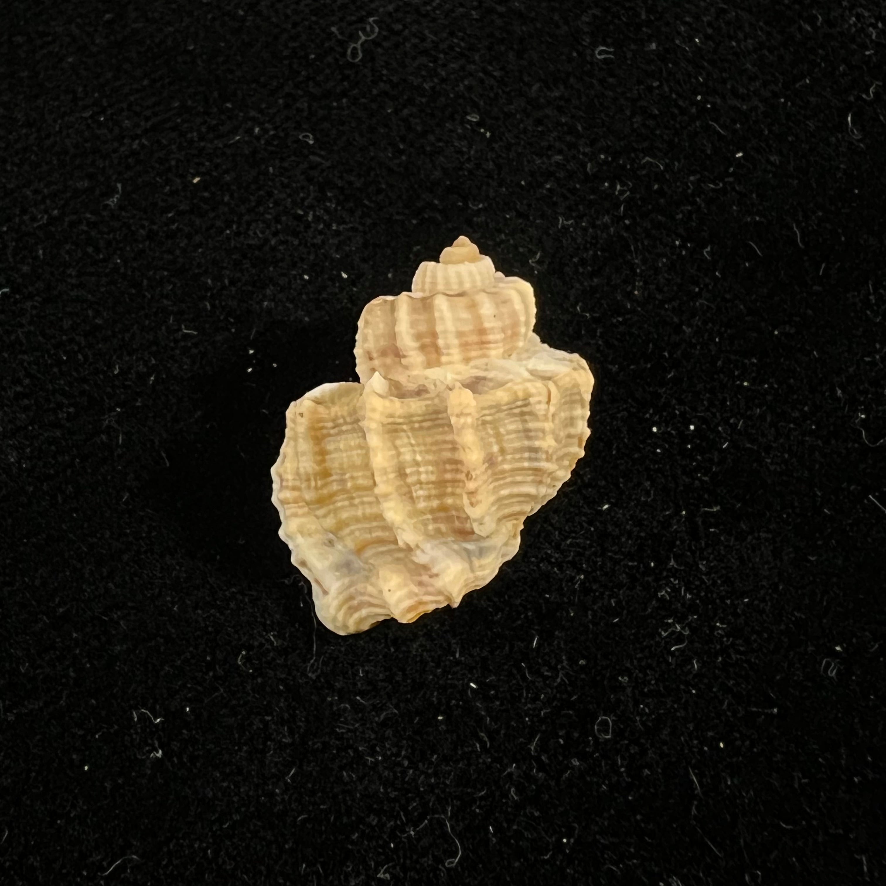 Scalptia withrowi Petit, 1976 - 21,9毫米