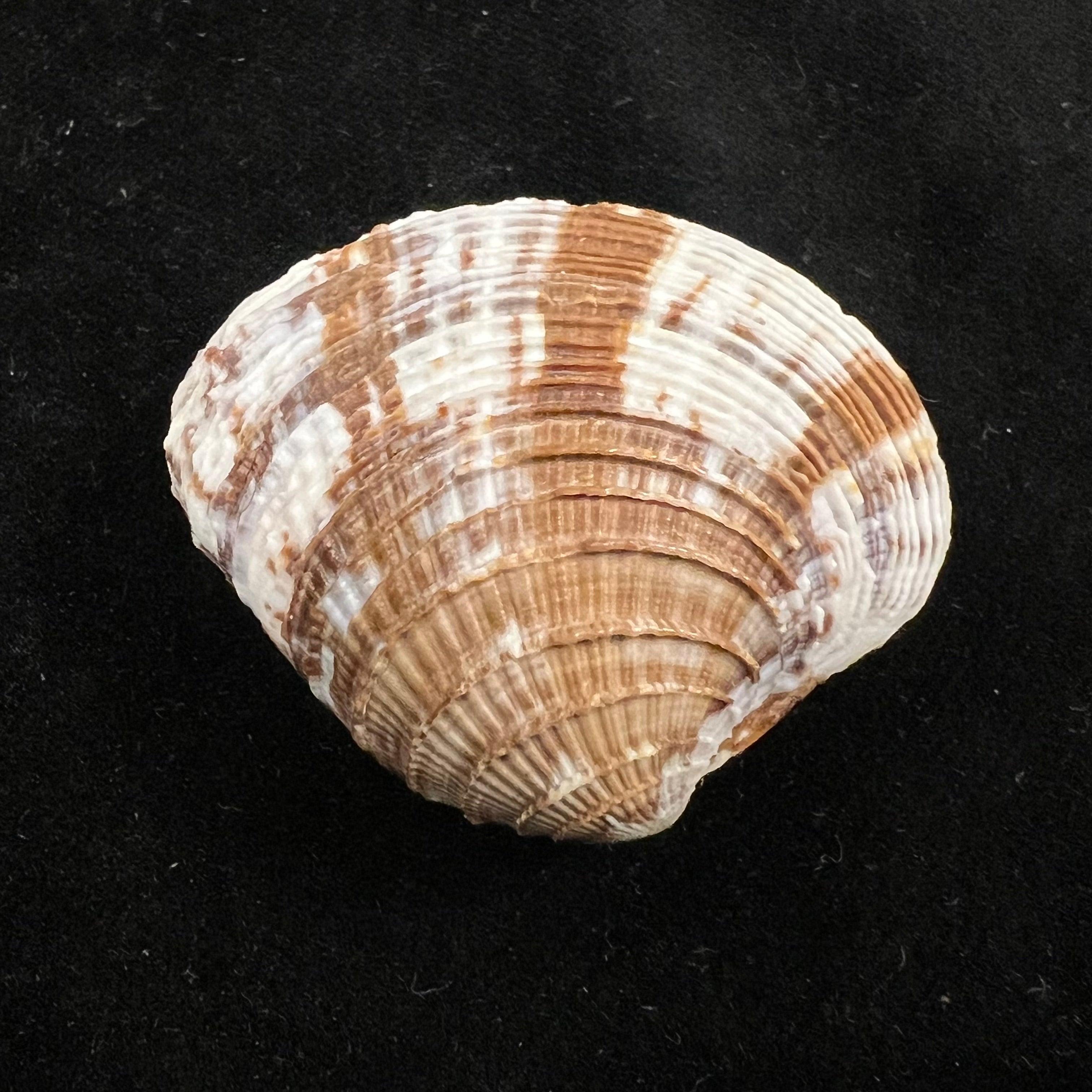 Chione cancellata (Linnaeus, 1758) - 39,9mm
