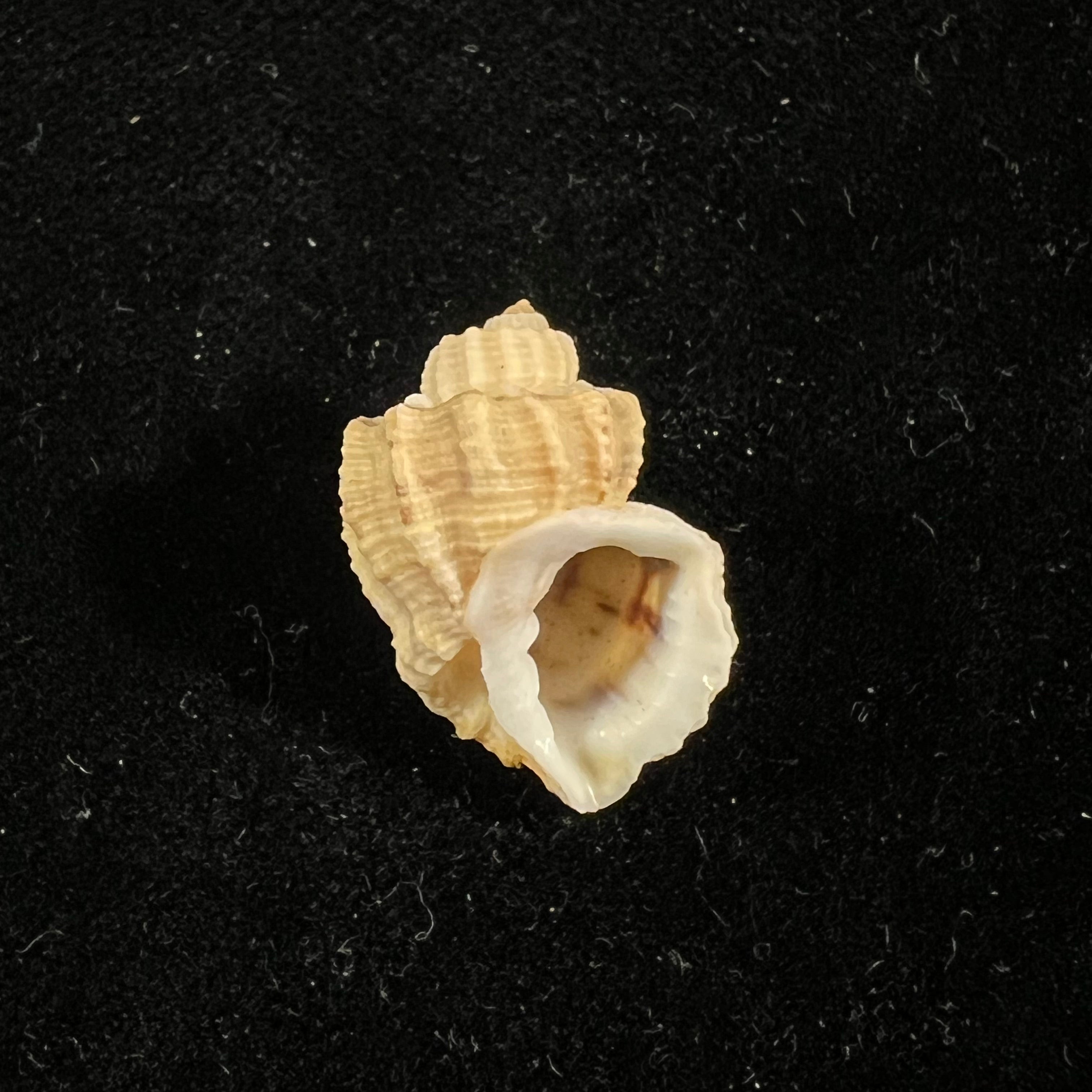 Scalptia withrowi Petit, 1976 - 21,9毫米