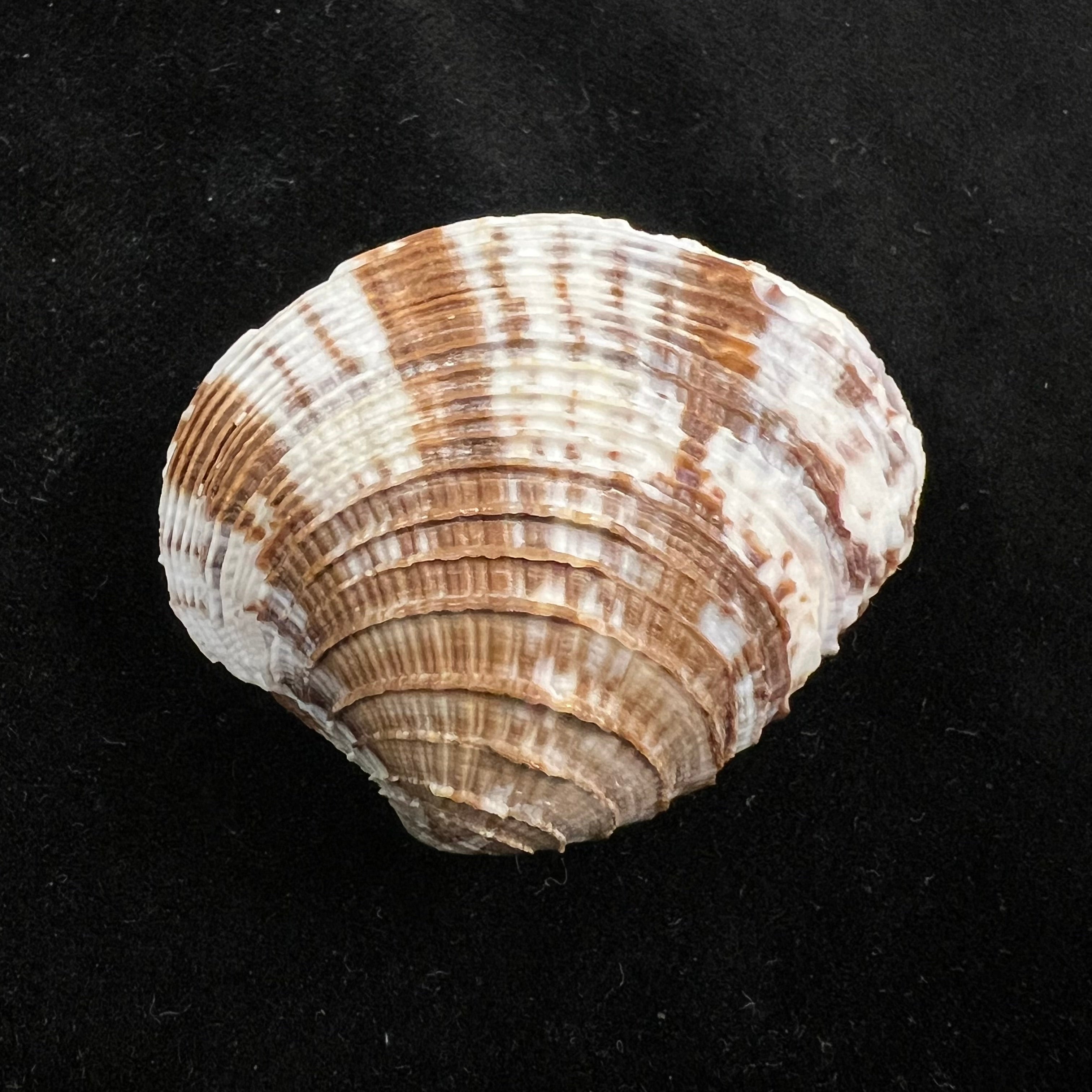 Chione cancellata (Linnaeus, 1758) - 39,9mm