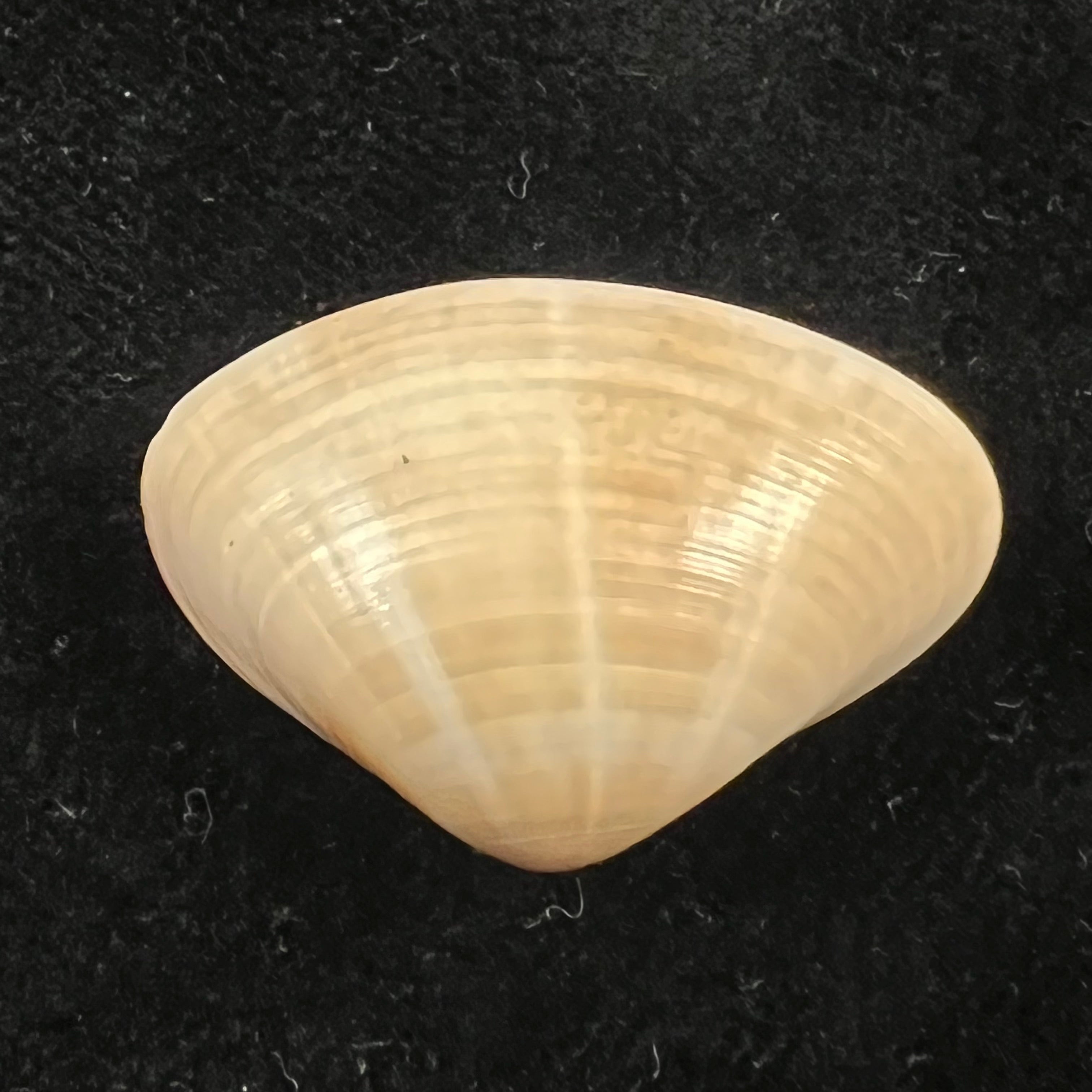 Tivela dentaria (Lamarck, 1818) - 28,9mm