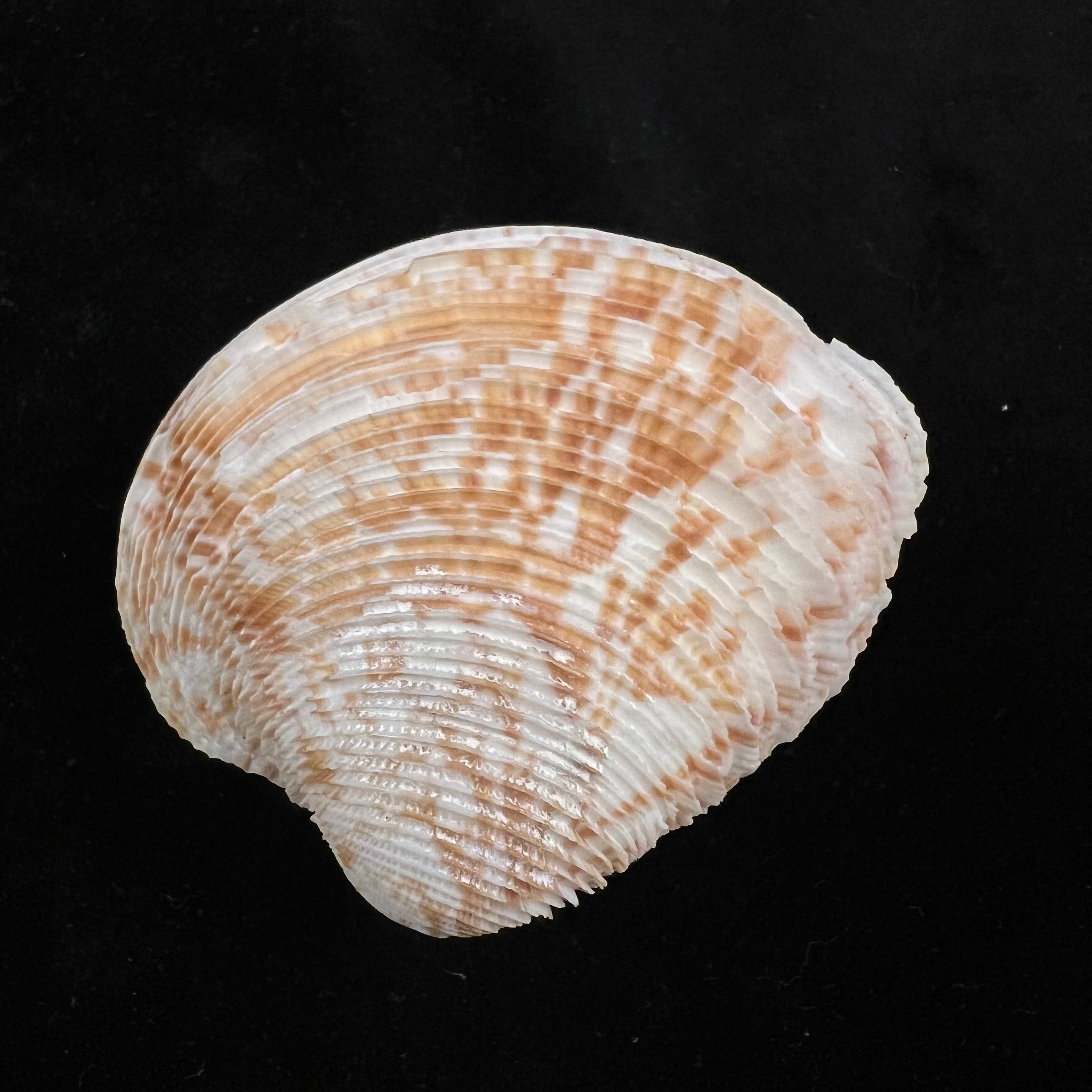 Chionopsis crenata (Gmelin, 1791) - 58,7mm