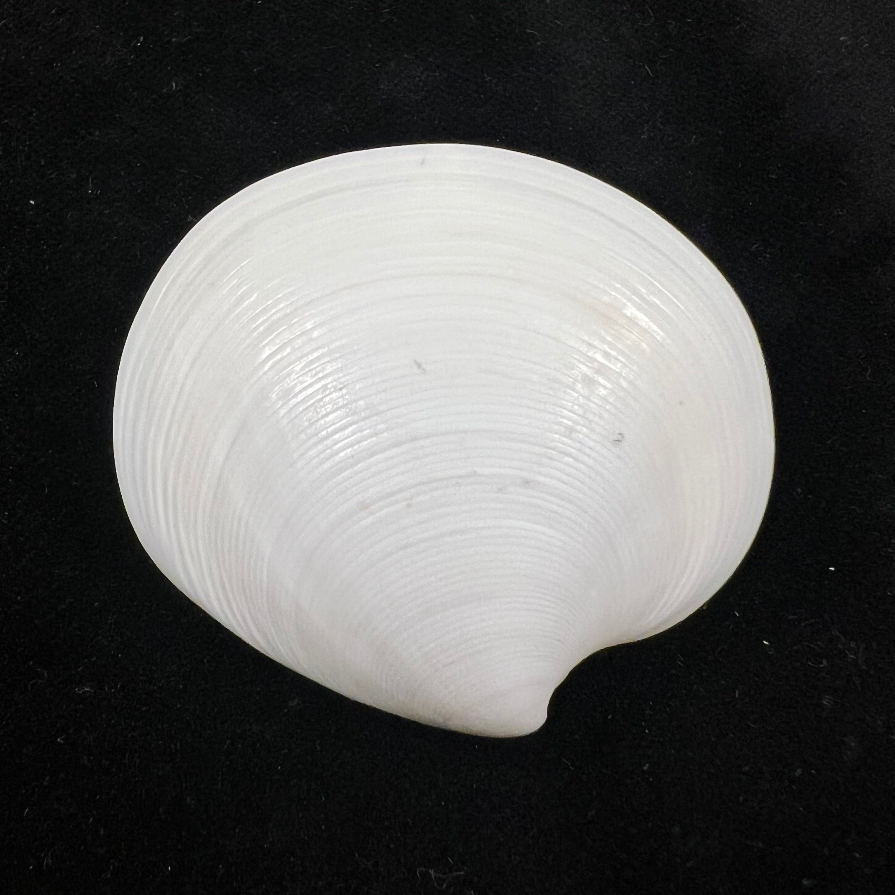 Dosinia discus (Reeve, 1850) - 44mm
