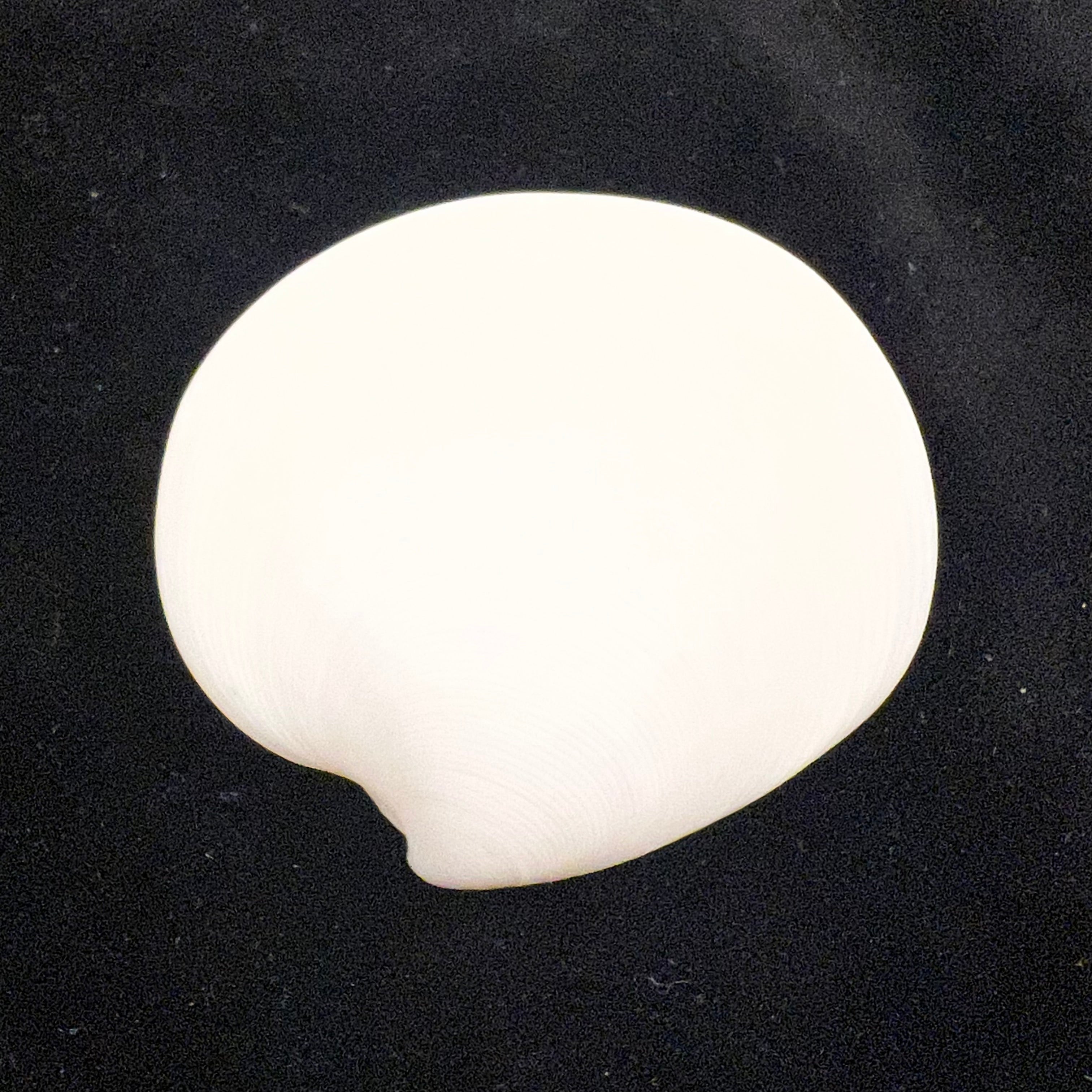 Dosinia discus (Reeve, 1850) - 44mm